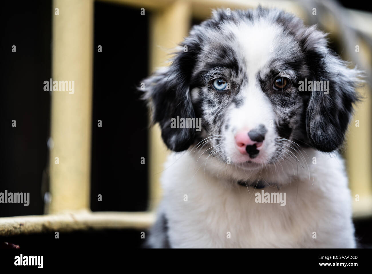 Hund mit blauen Augen und weiß mit grauem Fell. Schiff Hund an Bord eines  alten Clipper Stockfotografie - Alamy