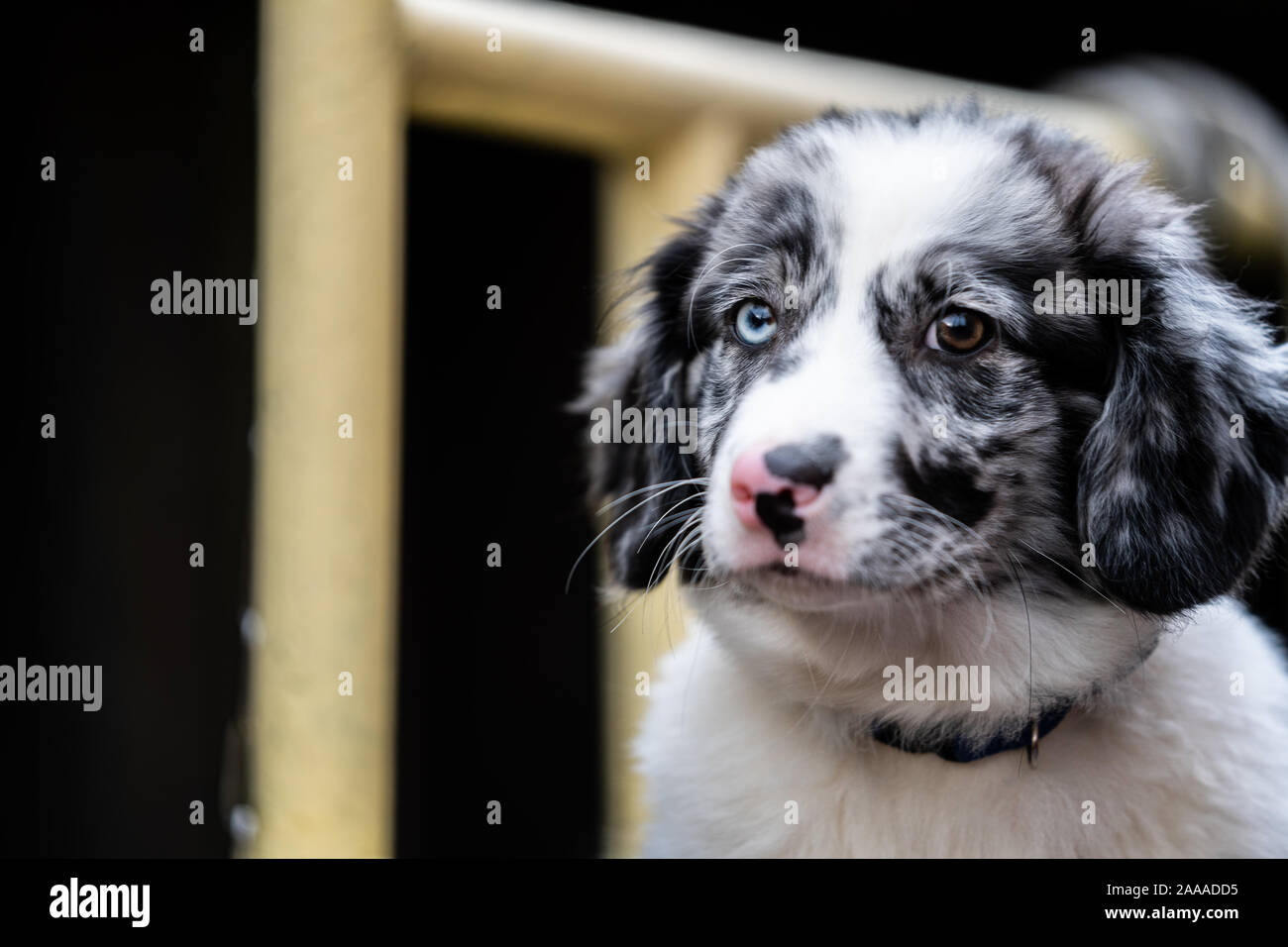 Hund mit blauen Augen und weiß mit grauem Fell. Schiff Hund an Bord eines  alten Clipper Stockfotografie - Alamy