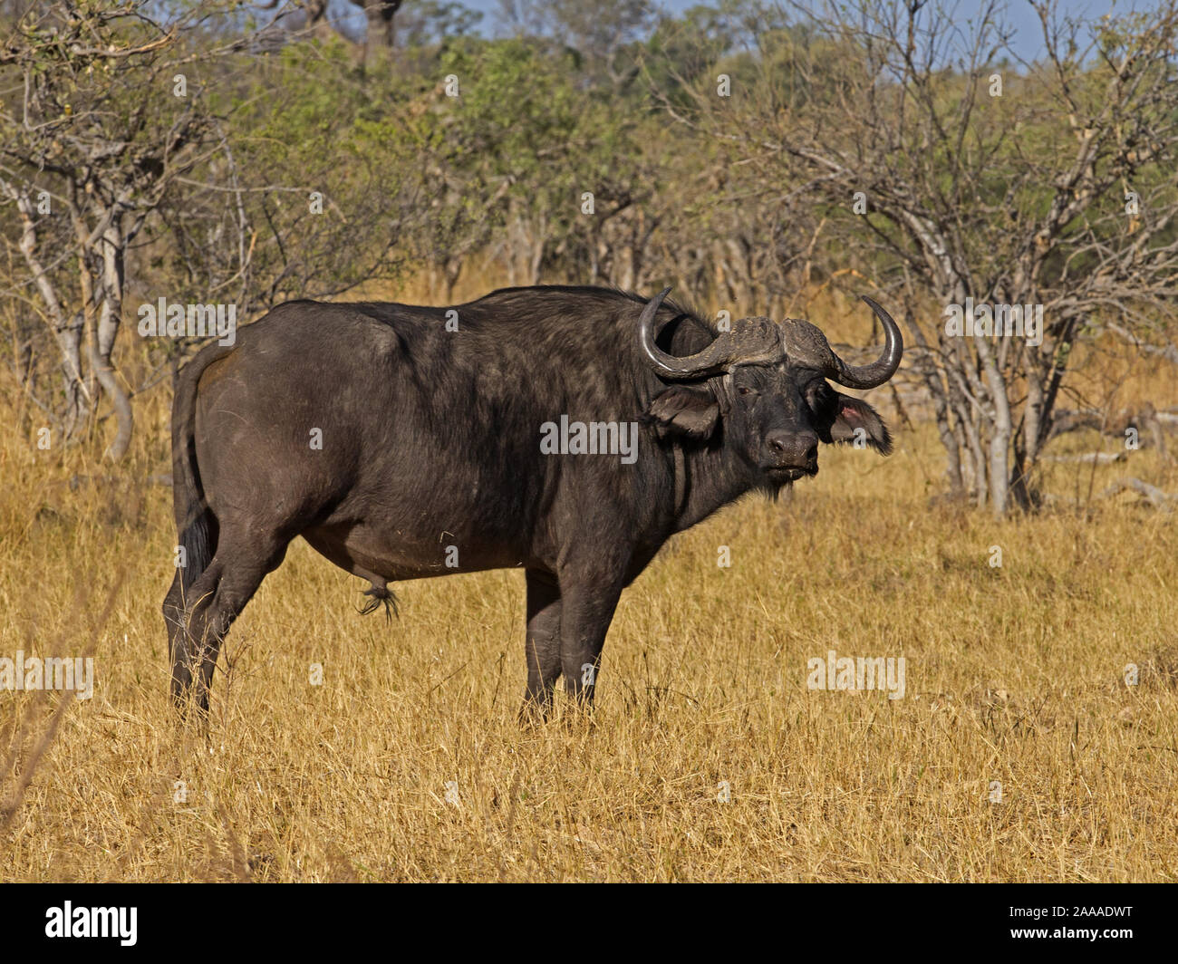 Männliche Büffel stehen Stockfoto