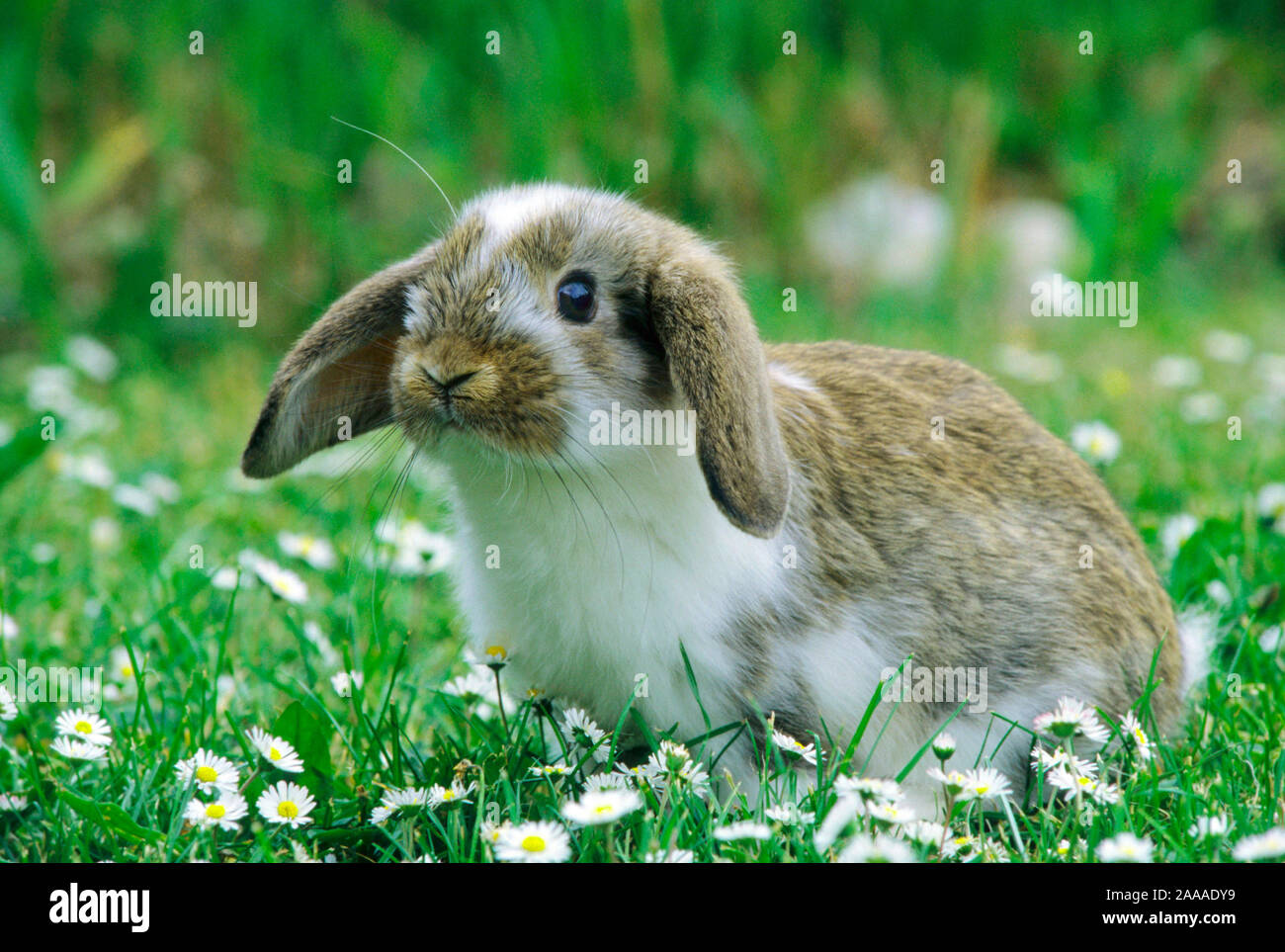 Hauslicher blumenwiese -Fotos und -Bildmaterial in hoher Auflösung – Alamy