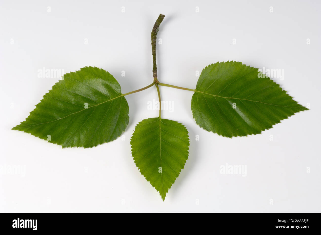 Verlassen/Birke (Betula pendula), Blatt | Birke (Betula pendula) / Stockfoto