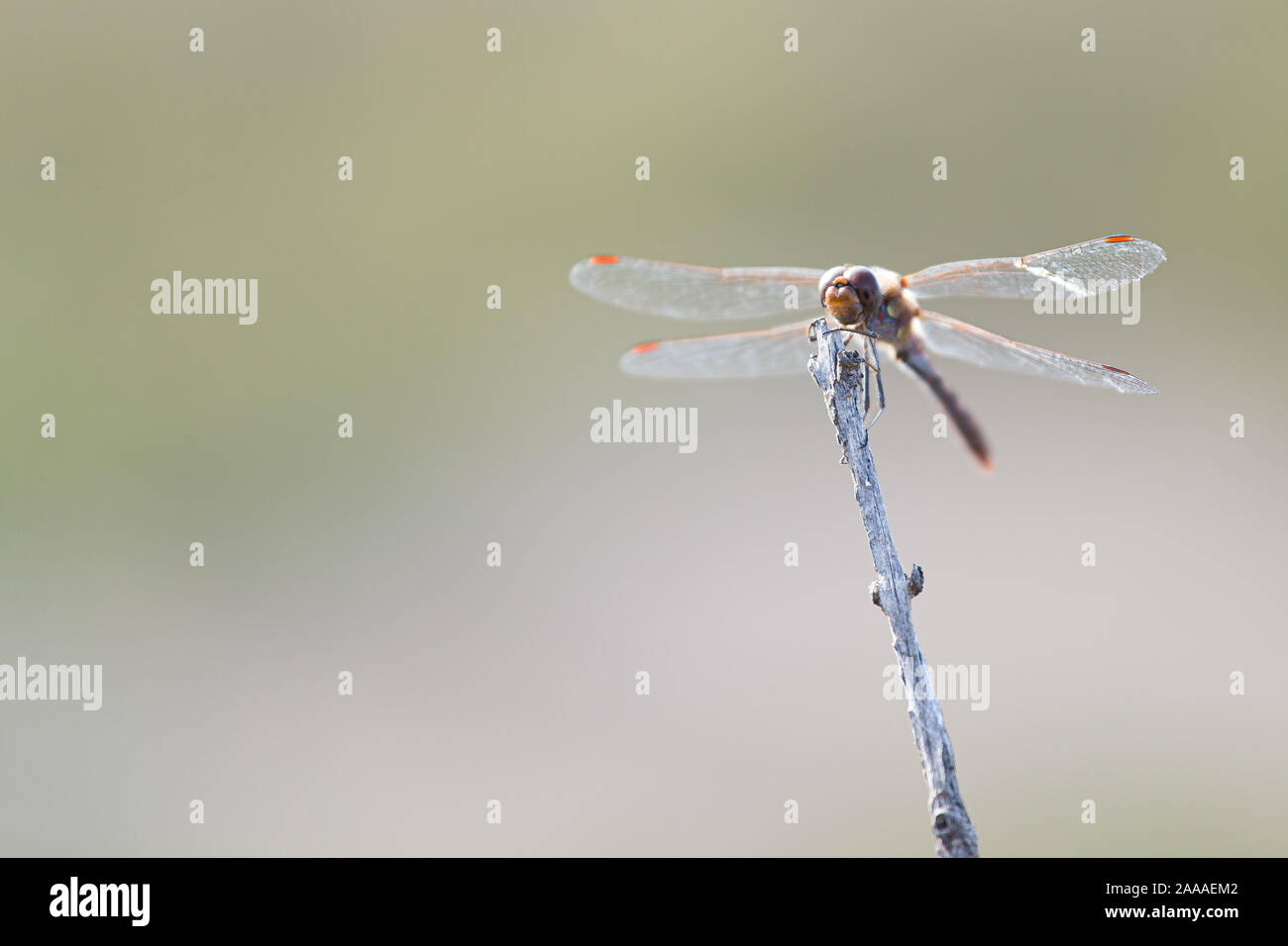 Libelle libellula Insekten fliegen auf einem Stick Kante auf einem verschwommenen Hintergrund isoliert Stockfoto