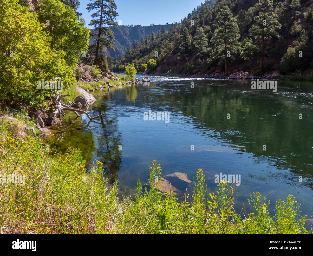 Green River, kleines Loch Trail, National Forest, Flaming Gorge National Recreation Area in der Nähe von Dutch John, Utah. Stockfoto