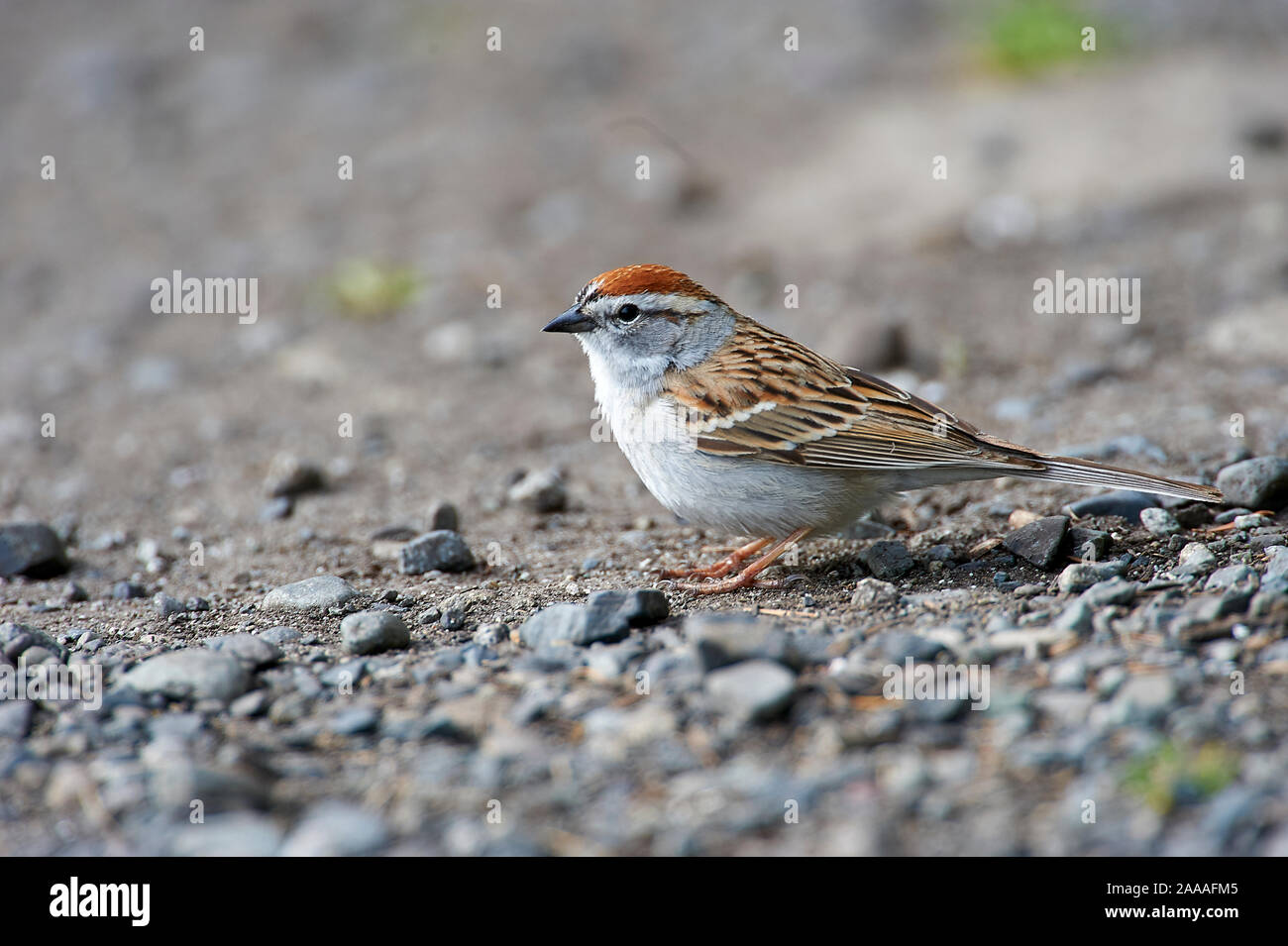 Chipping Sparrow (Spizella passerina), drumbeg Provincial Park, Saint, British Columbia, Kanada Stockfoto