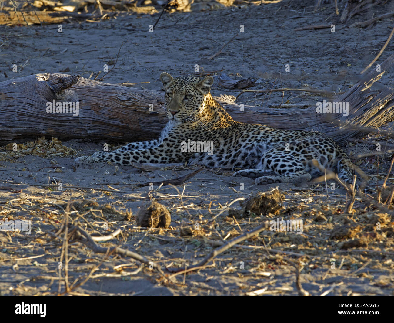 Leopard sitzend Stockfoto