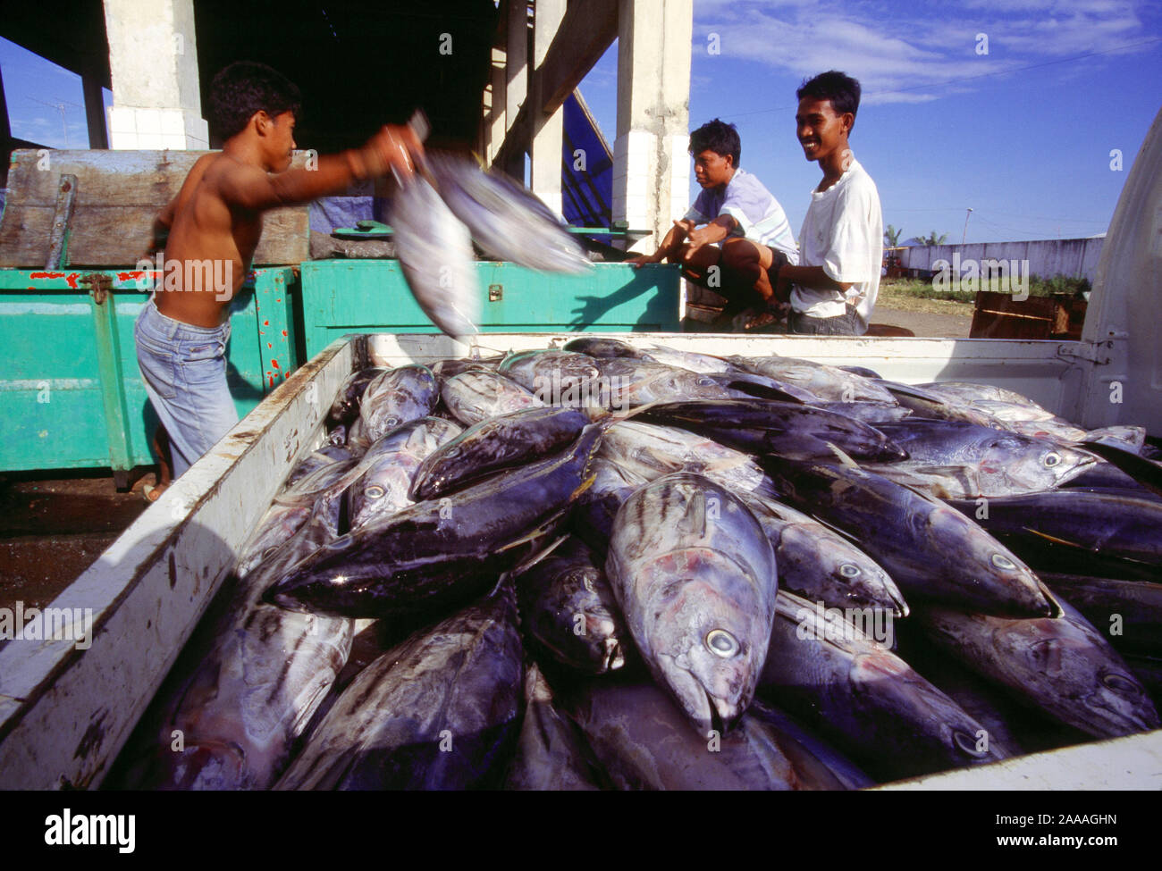 Indonesien. Sulawesi. Fischer laden ihren Fang auf einen Lastwagen. Stockfoto