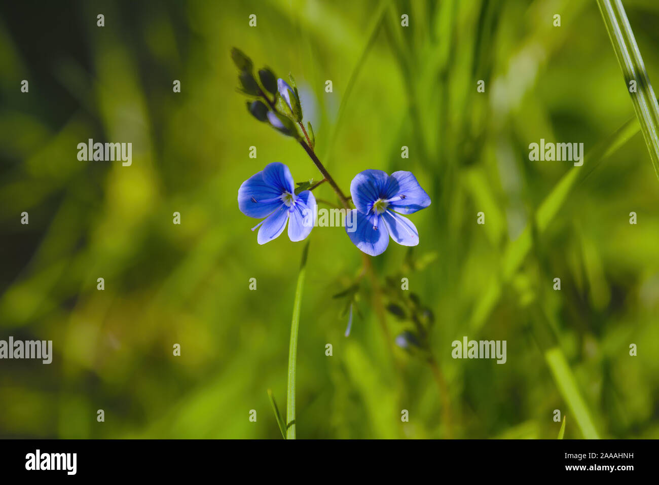 Blaue Blume in der Nähe. Frühling wilde Blumen auf natürlichen unscharfen dunklen Hintergrund, Soft Focus. Stockfoto