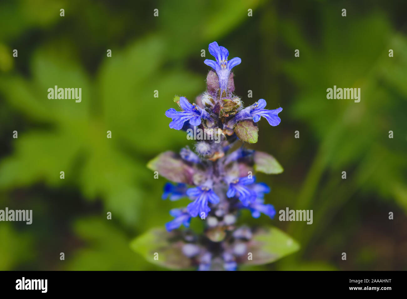Blaue Blume in der Nähe. Frühling wilde Blumen auf natürlichen unscharfen dunklen Hintergrund, Soft Focus. Stockfoto
