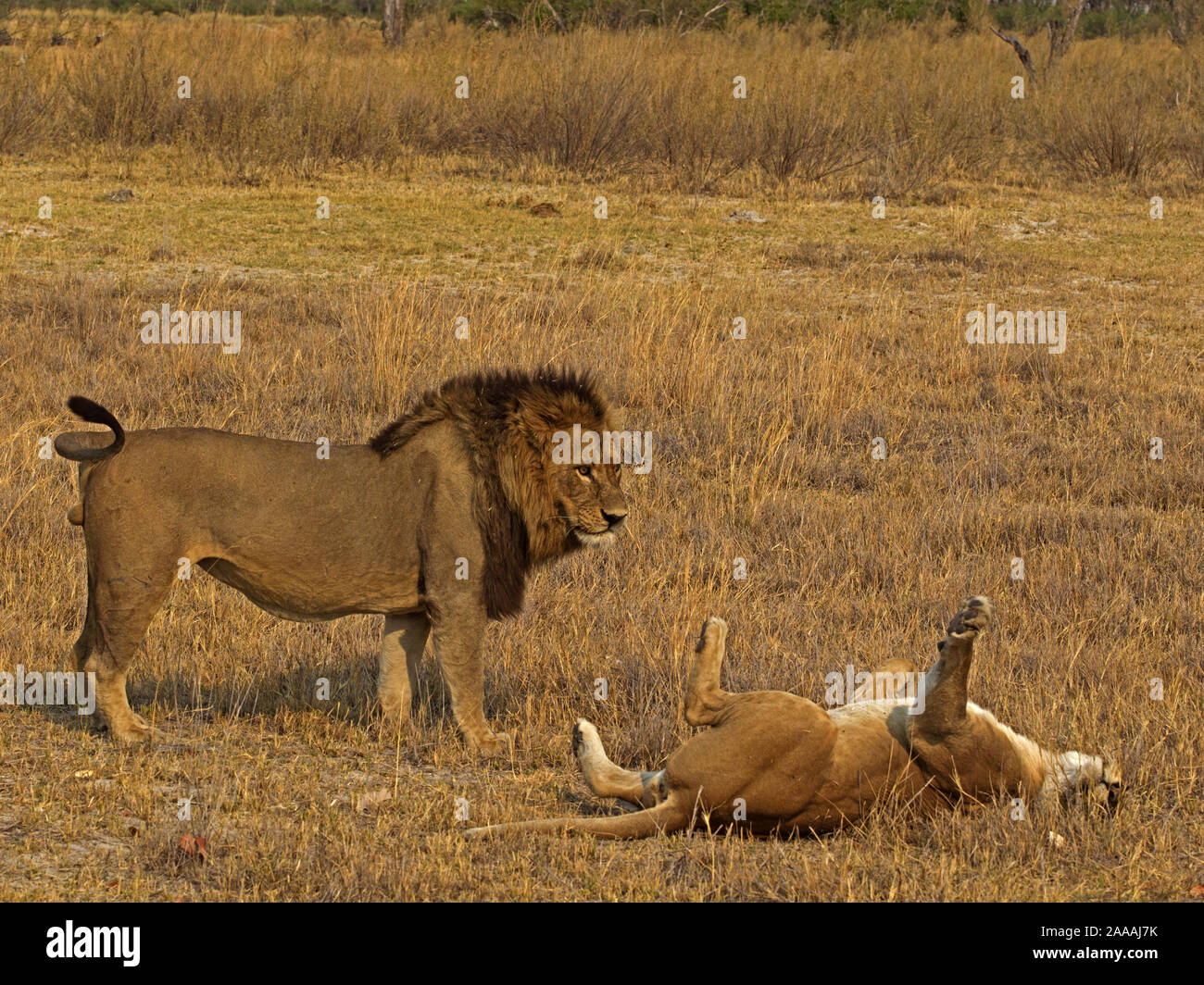 Männliche Löwe mit löwin Vorbereitung zu paaren. Stockfoto