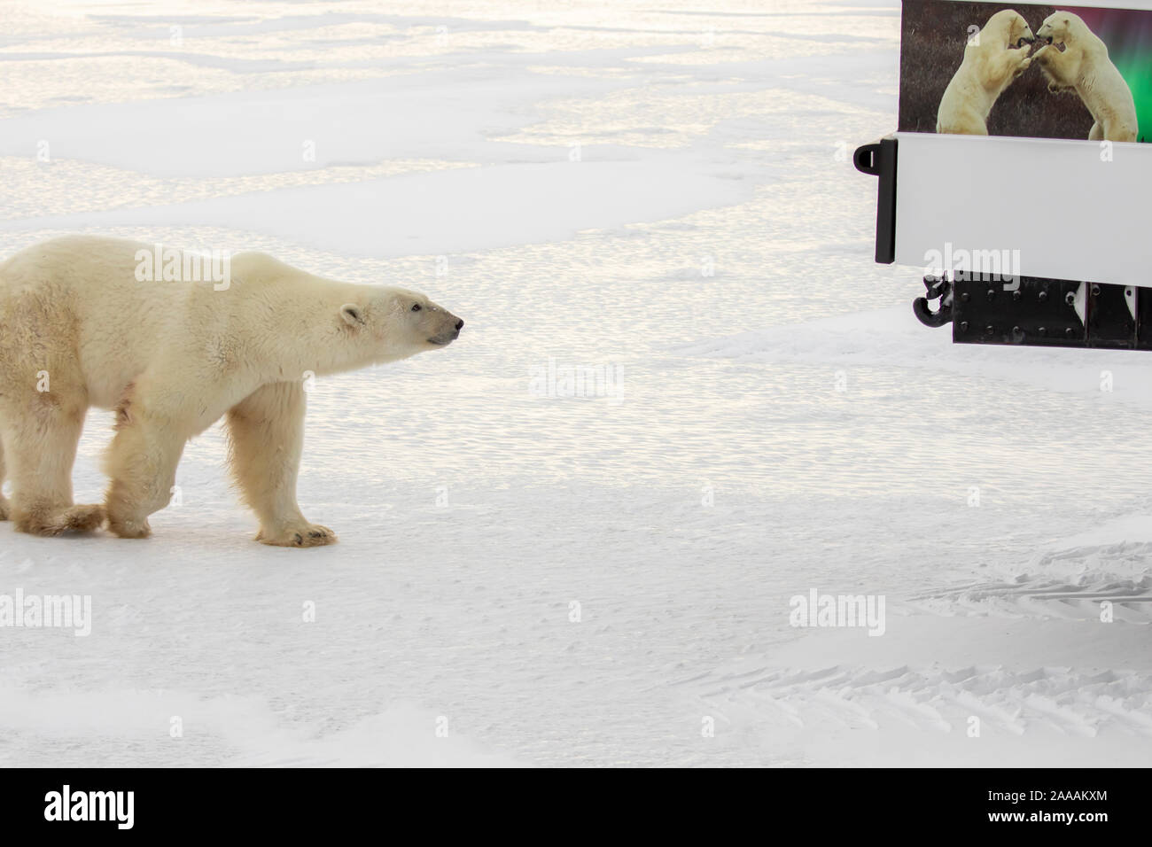 Churchill, Manitoba, Kanada - 16. November 2019: Polar Bear polar nähern Rover mit Bildern. Stockfoto