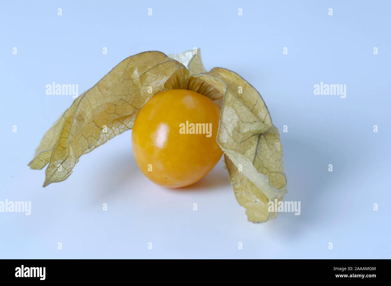 Kapstachelbeere physalis peruviana peruanische blasenkirsche -Fotos und ...