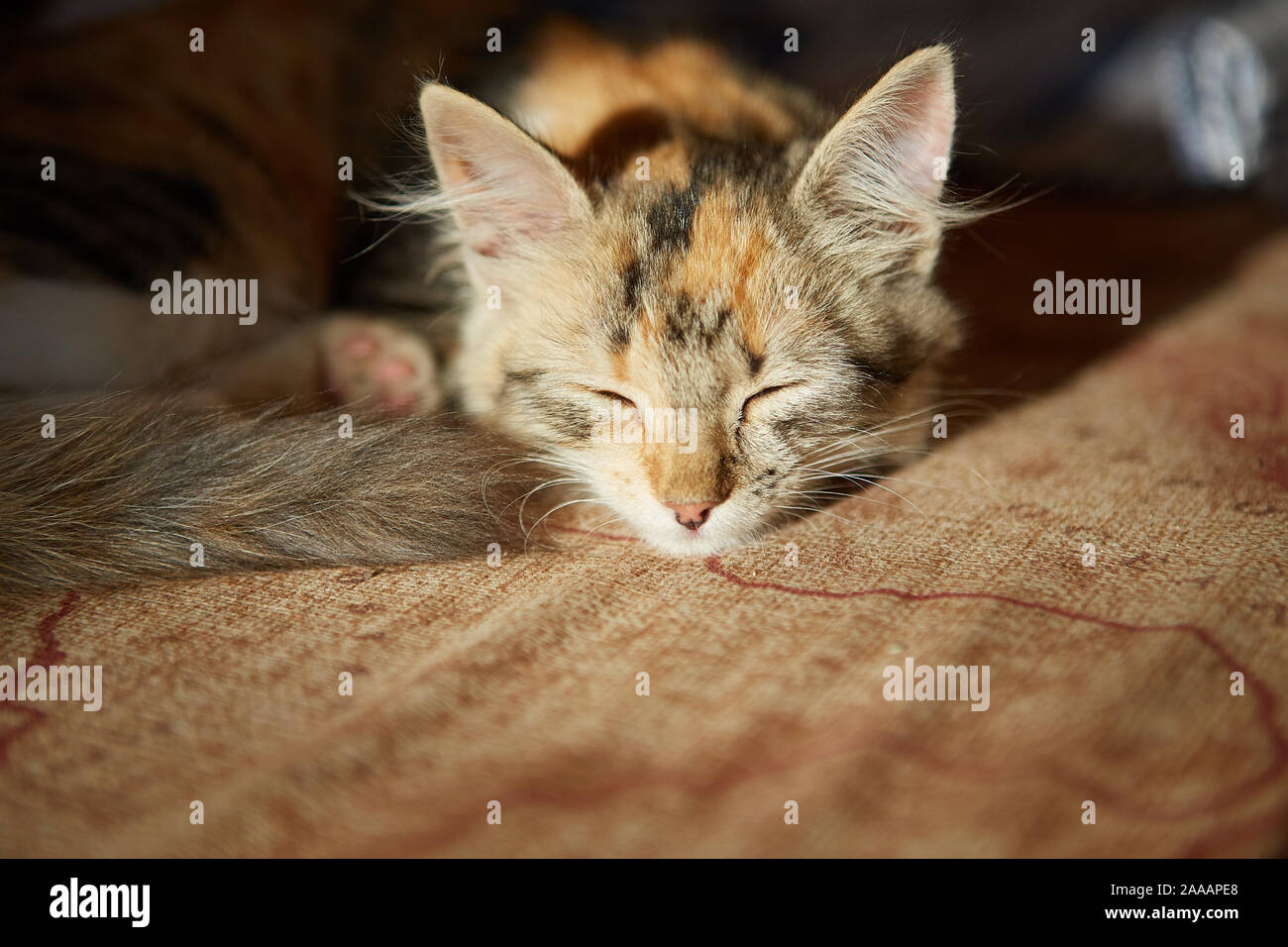 Faule Katze schläft auf dem Sofa. Winter oder Herbst Wochenende Konzept. Stockfoto