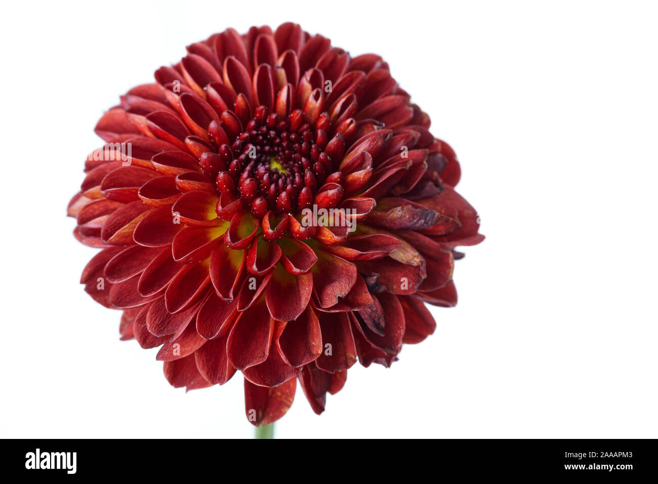 Rote Chrysanthemen Closeup Stockfoto