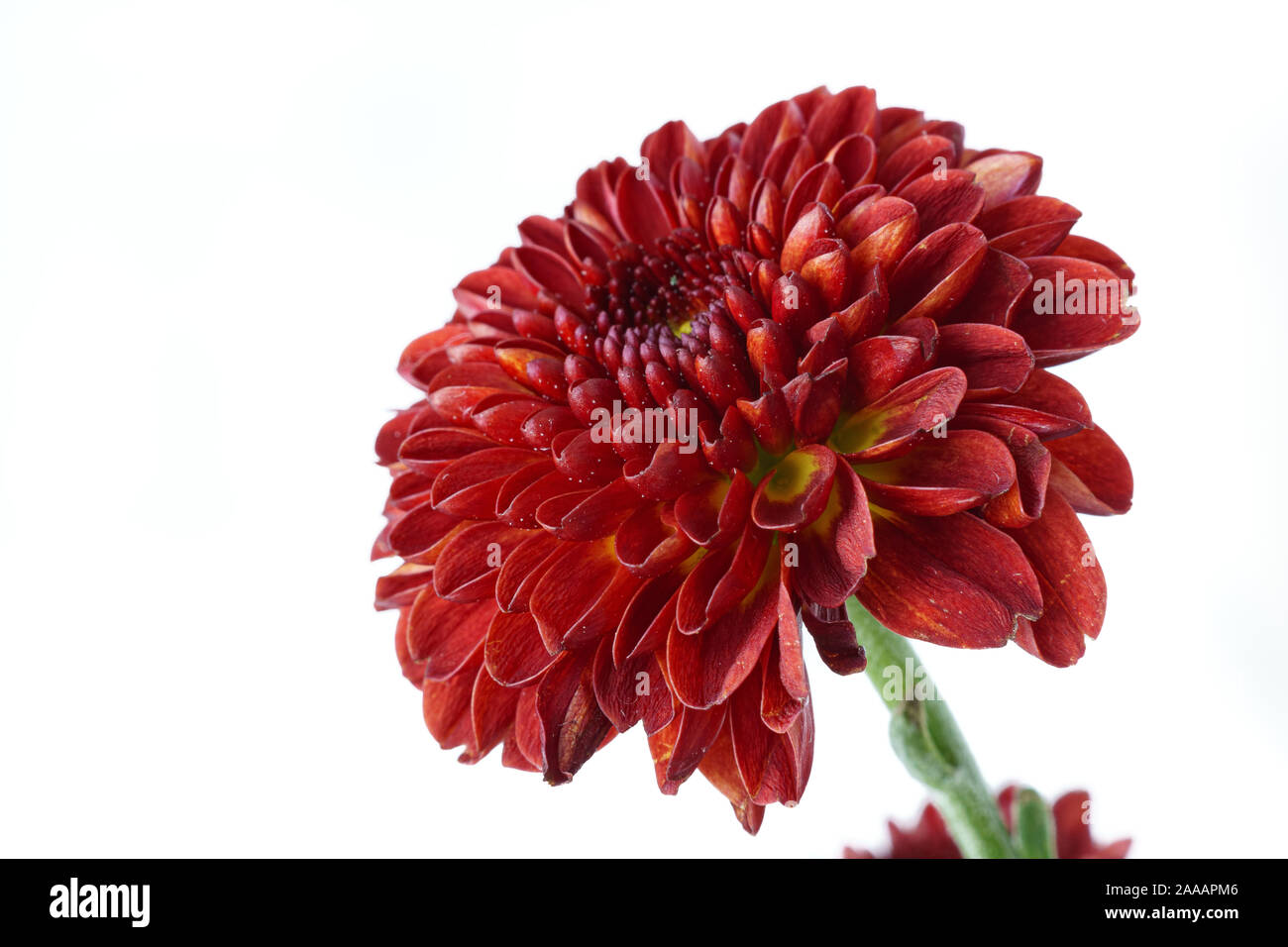 Rote Chrysanthemen Closeup Stockfoto