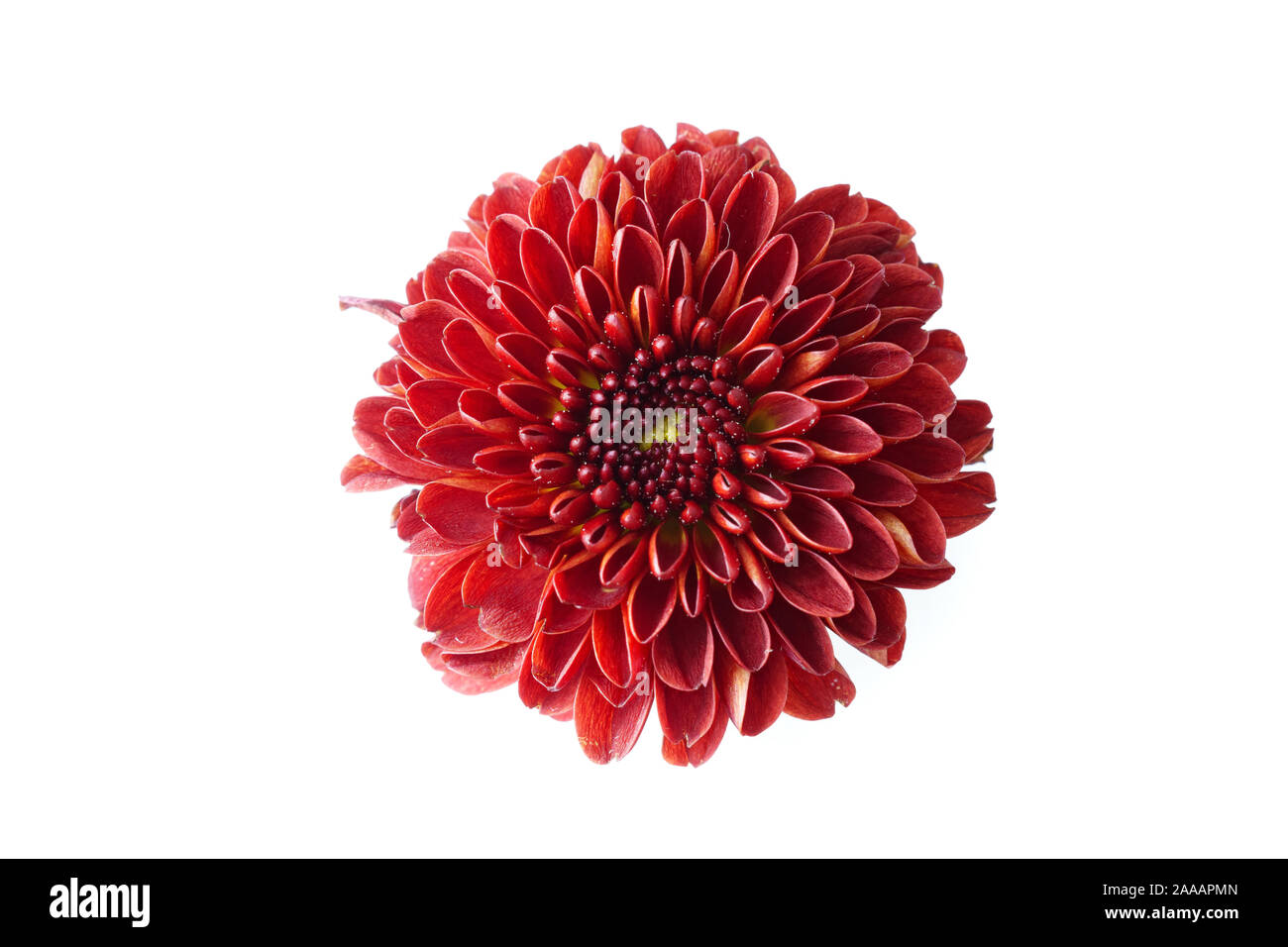 Rote Chrysanthemen Closeup Stockfoto