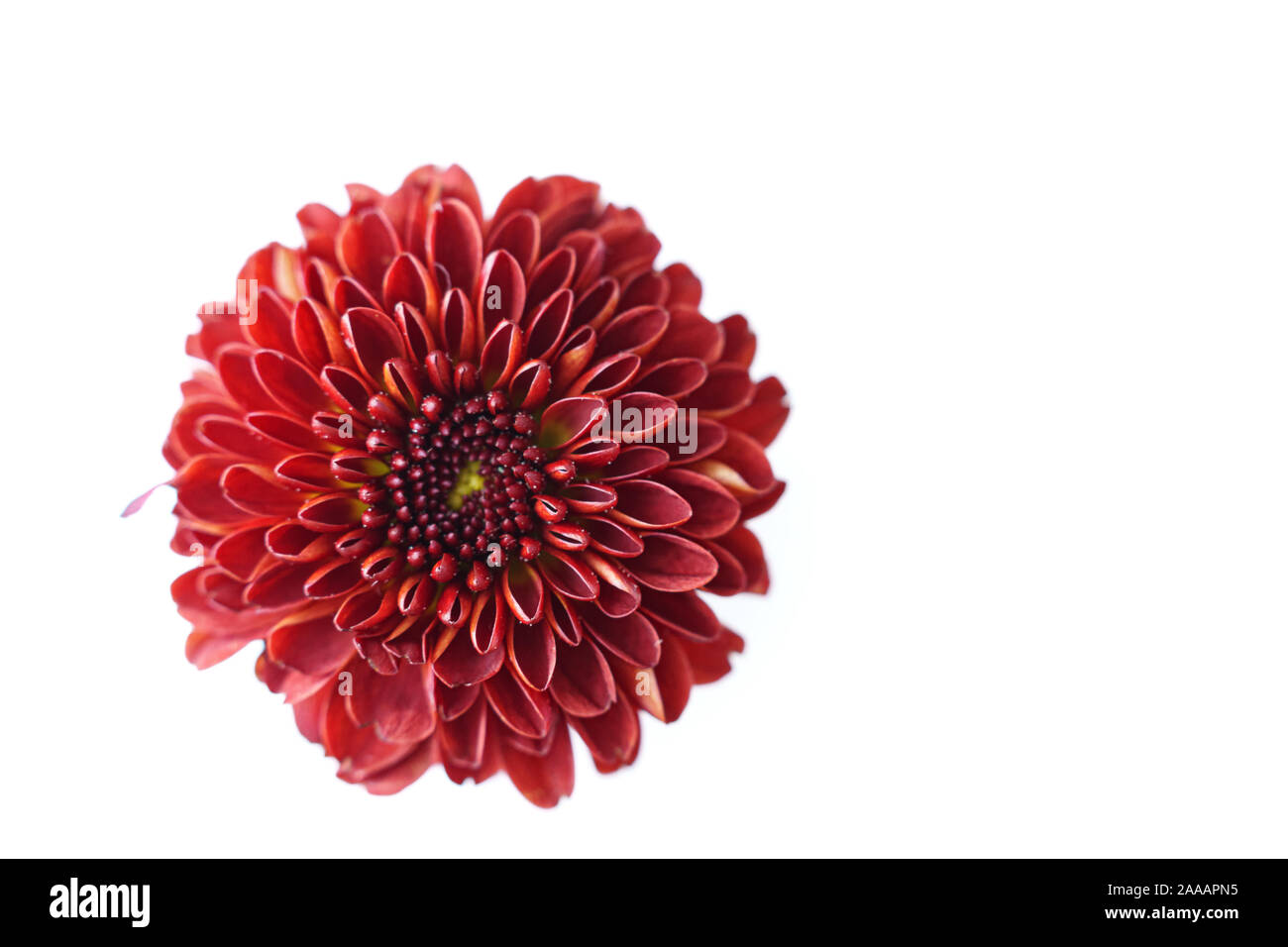 Rote Chrysanthemen Closeup Stockfoto