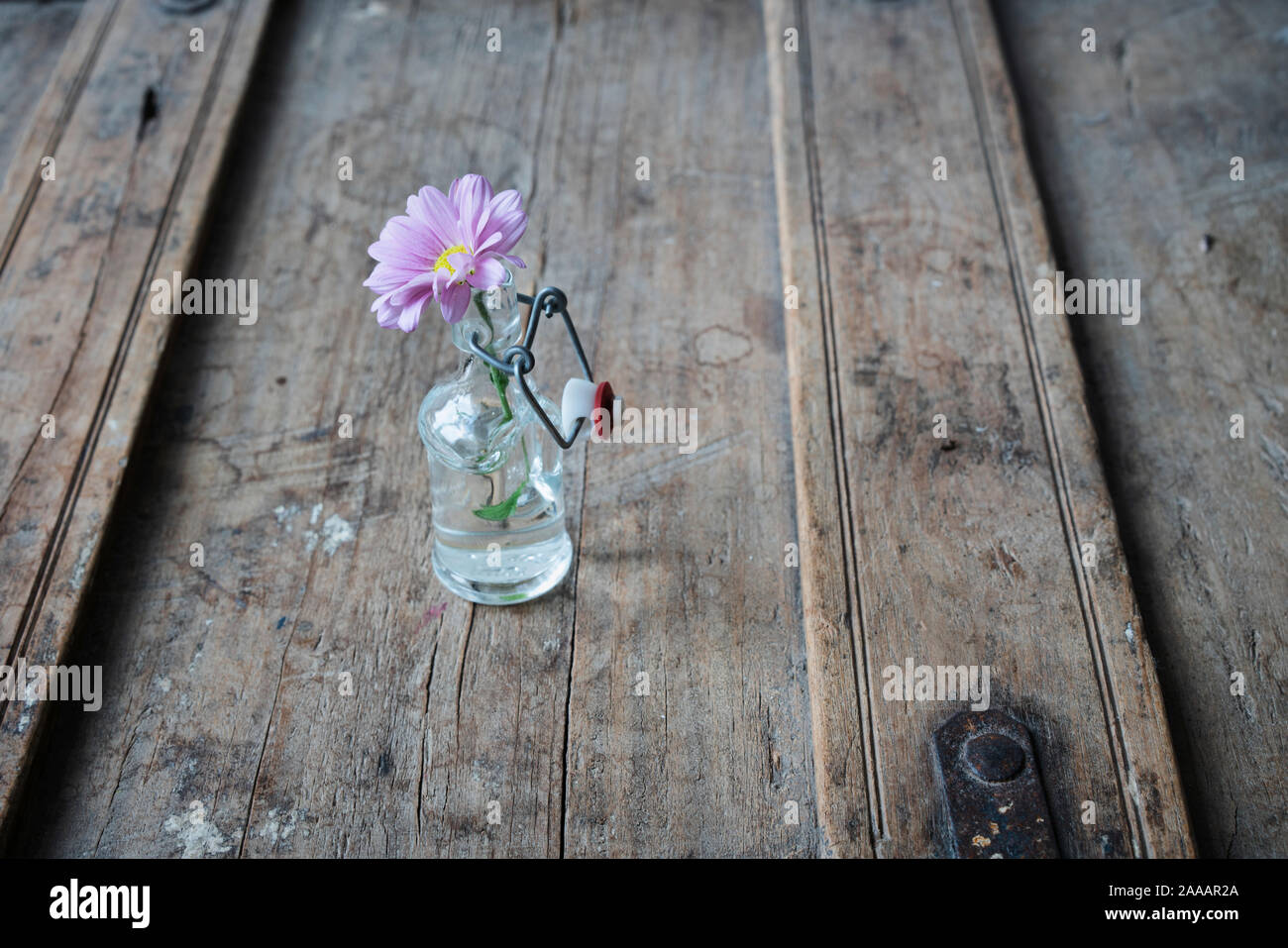 Rosa Sommerblume in ein kleines Glas Vase auf einem schäbigen Holz- element mit Rissen Stockfoto