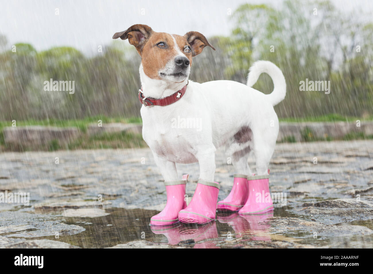 Hund tragen rosa Gummistiefel in einer Pfütze Stockfoto