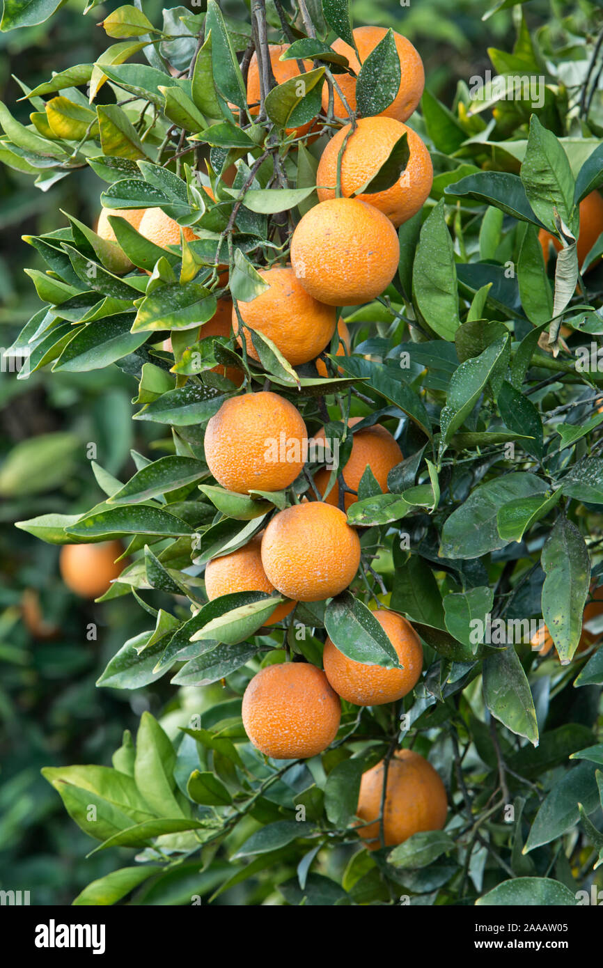 Reifung, gesprüht Cutter nucellar Valencia Orangen auf Ästen' Citrus sinensis". Stockfoto