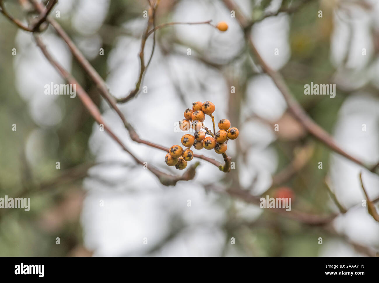 Orange Herbst Beeren der Whitebeam/Sorbus aria (Tho. kann eine Vielzahl werden). Heilpflanze Whitebeam einmal in pflanzliche Heilmittel verwendet. Stockfoto