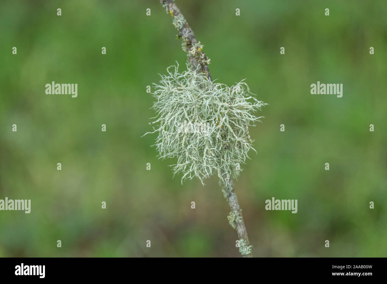 Nahaufnahme von hellgrüngelbem, flüstigem, baumflechten Thallus auf einem Zweig gegen unscharf gelagertes Grasfeld. Es scheint ein Zeichen für eine saubere Atmosphäre zu sein. Stockfoto