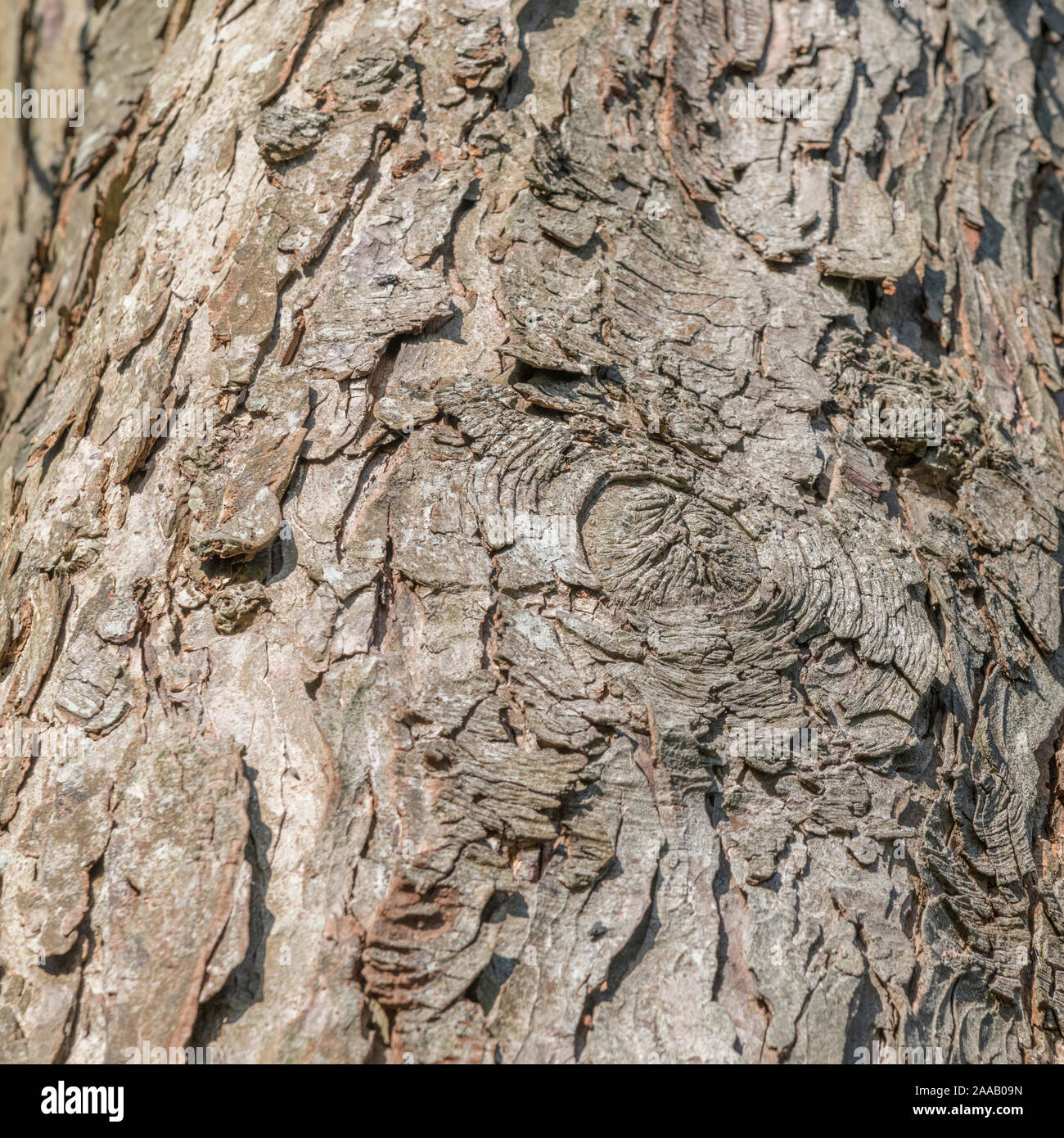 Schuppiger Rinde Textur von Horse-Chestnut/Aesculus hippocastanum im Herbst Sonnenschein. Teile der Baum als Heilpflanzen in pflanzliche Heilmittel verwendet. Stockfoto