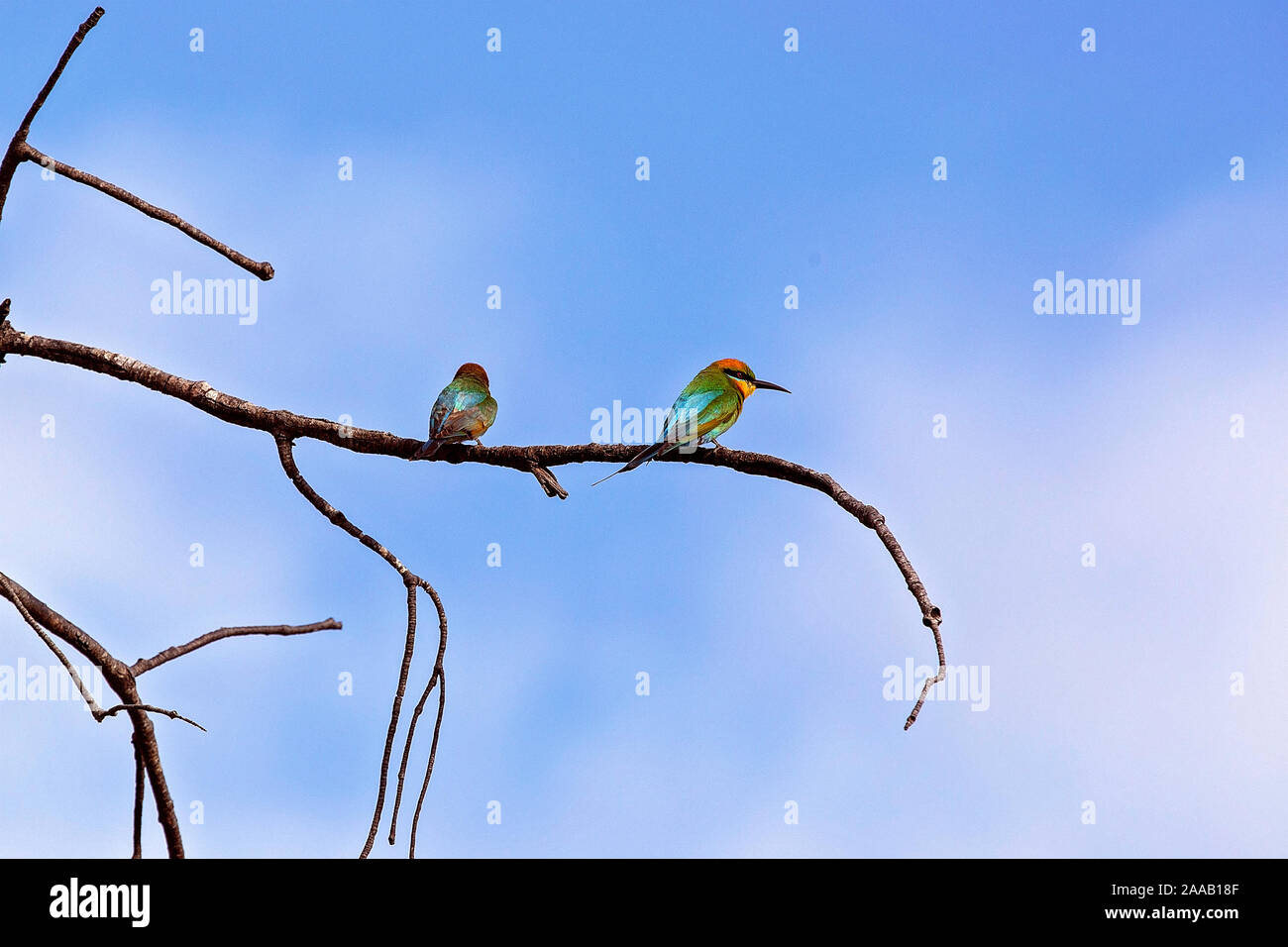 Zwei Regenbogen Bienenfresser sitzen auf einem Zweig vor blauem Himmel Hintergrund Stockfoto