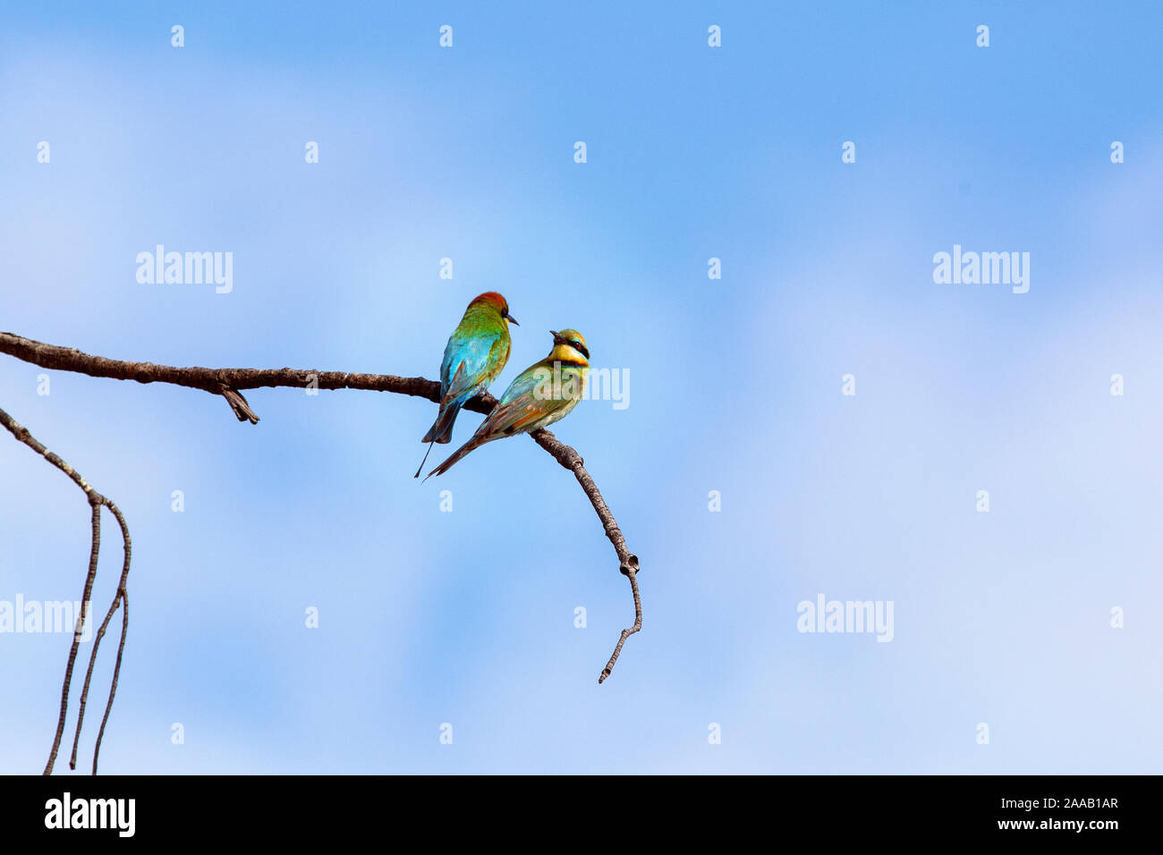 Zwei Regenbogen Bienenfresser sitzen auf einem Zweig vor blauem Himmel Hintergrund Stockfoto