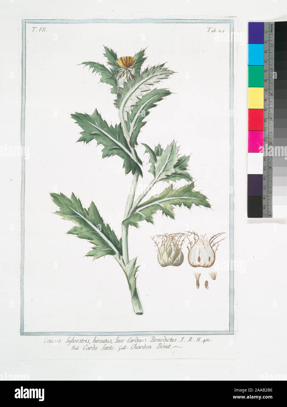 Titelseite Bde. 2-5: Hortus Romanus secundum systema Turnefortii ein Nicolao Martellio Linneanis characteribus expositus, adjectis singularum plantarum analysi ac Viribus; Arten suppeditabat ad describebat Liberatus Sabbati. Titelseite Bde. 6-8: Hortus Romanus ein Nicolao Martellio; Arten suppeditabat ac describebat Constantinus Sabbati. Graviert farbige Motive auf t.-s. von jeder Band. Zitat/Bezug: Pritzel (2.) 1976; Cnicus Abies, Hirsutus, sive Carduus Benedictus = Cardo Santo = Chardon Bénit. [Blessed Thistle] Stockfoto
