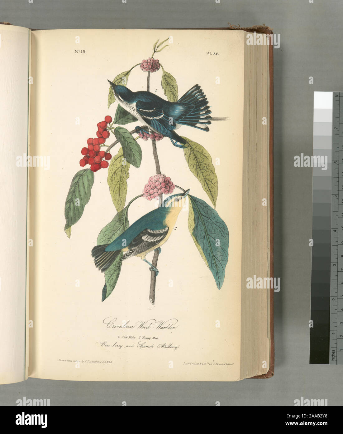 Sylvicola coerulea.; Coerulean Wood-Warbler. 1. Alter Mann, 2. Junge männliche. (Bear Bery und Spanisch Mulberry.) Stockfoto