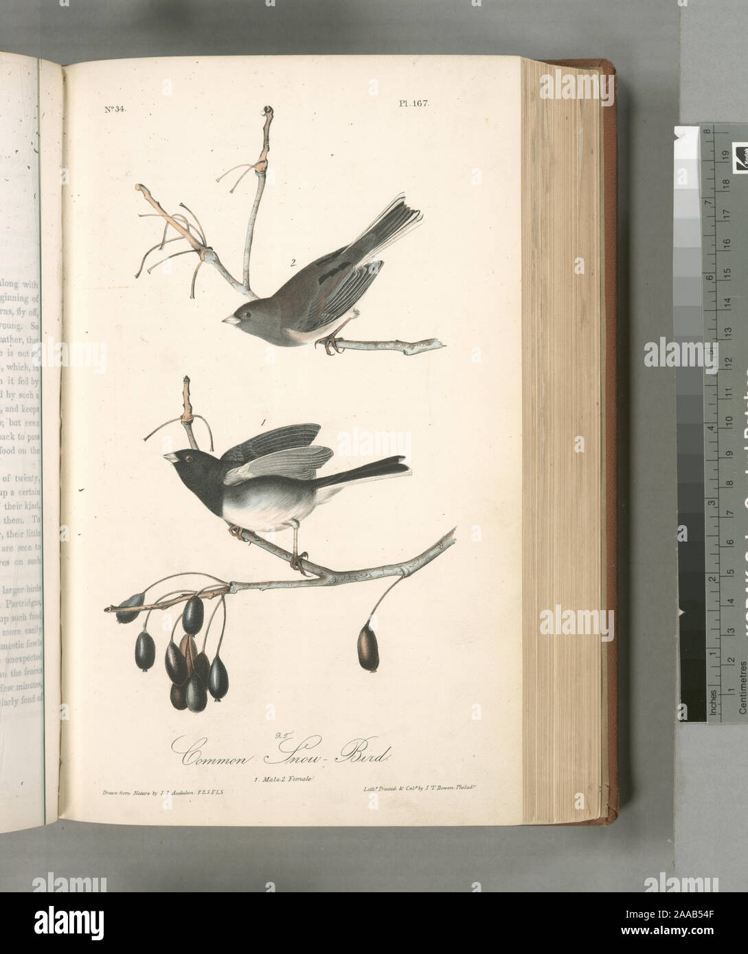 Nephaea hyemalis.; gemeinsame Snow-Bird.. 1. Männlich. 2. Frau. Stockfoto