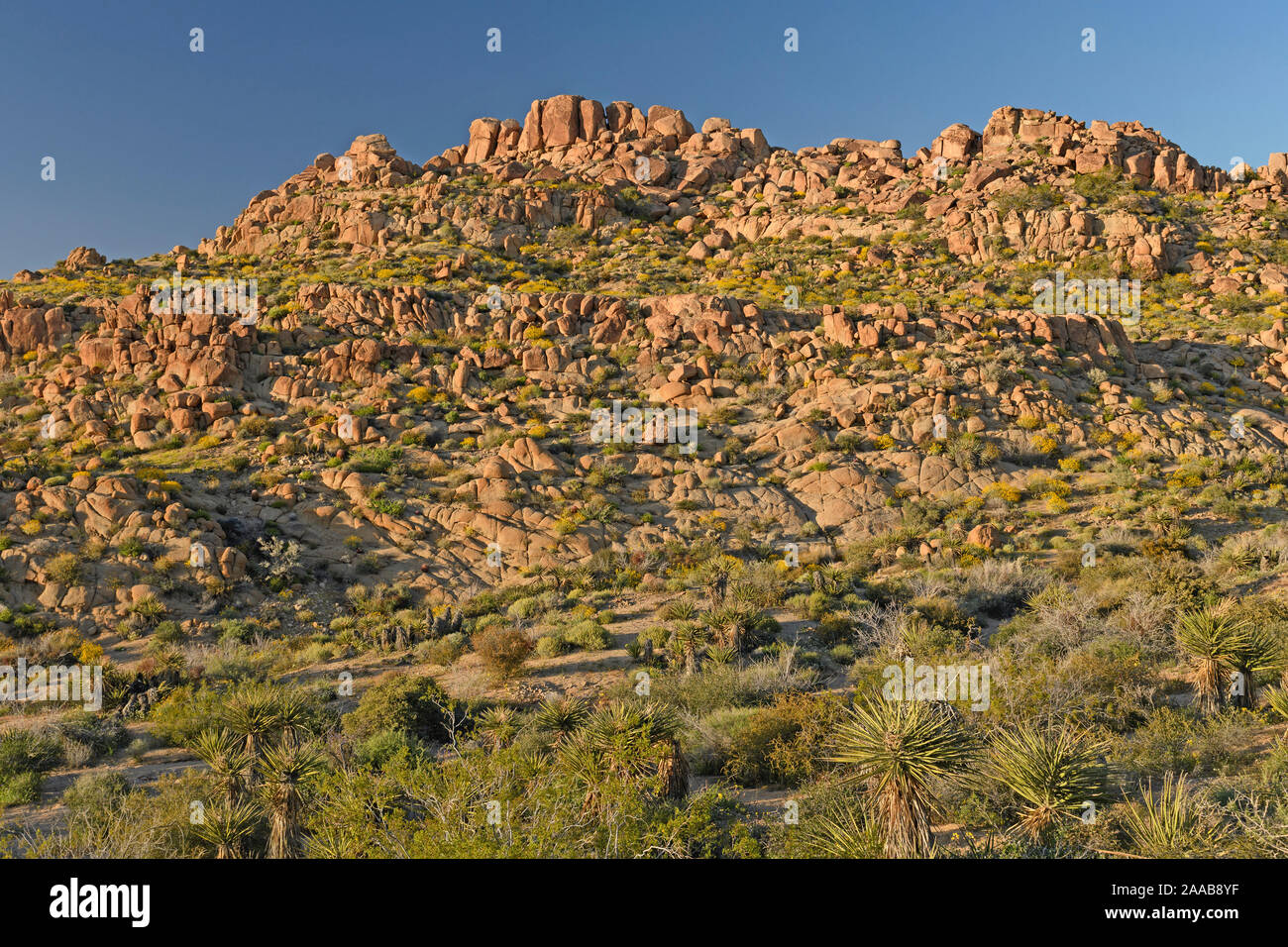 Wüste Panorama im Abendlicht in Joshua Tree National Park in Kalifornien Stockfoto