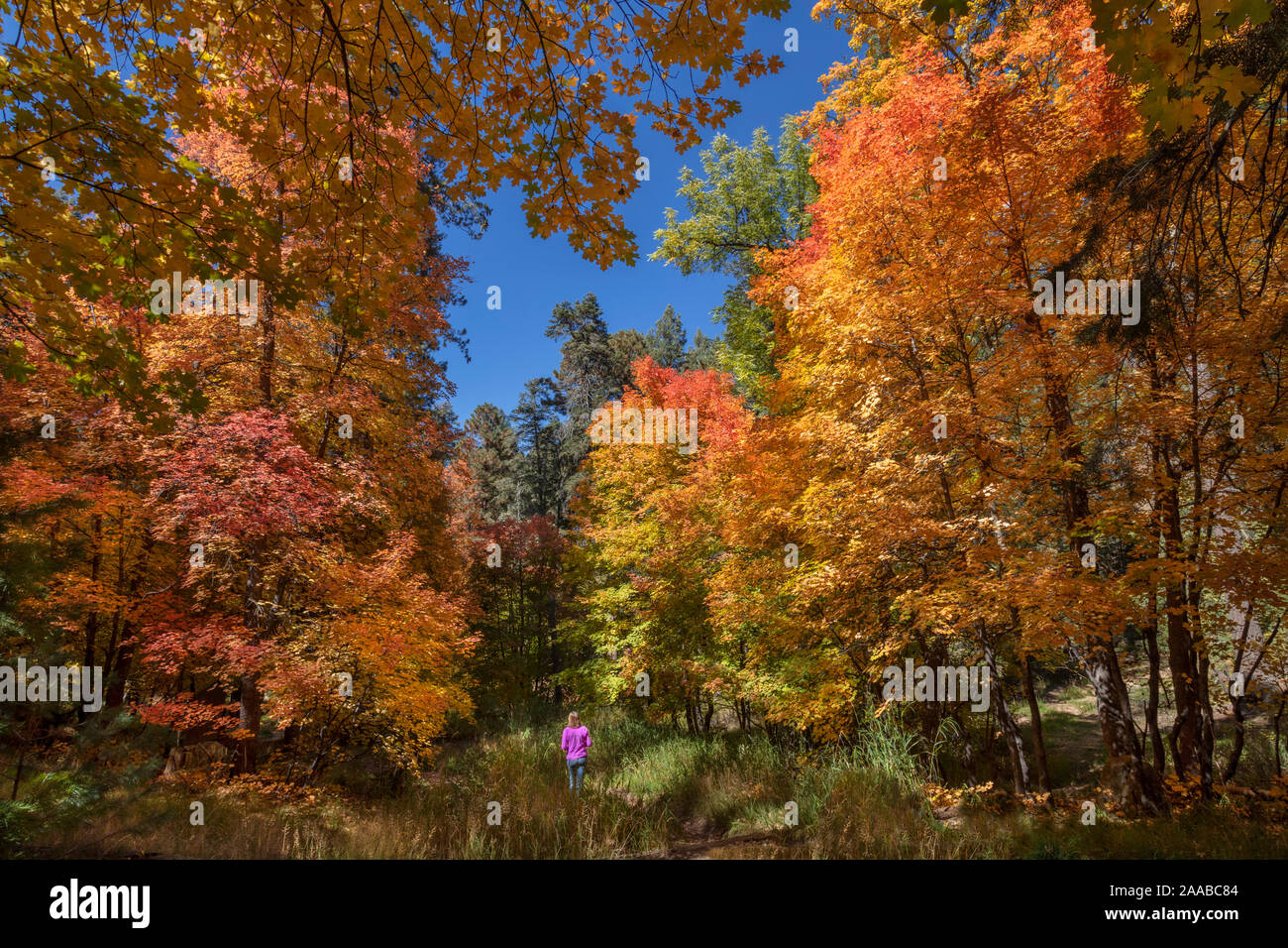 Herbst Farbe, Mt. Lemmon, Arizona Stockfoto