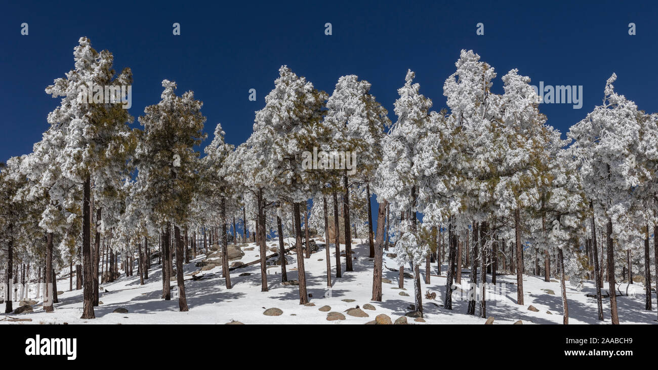 Kiefern im Schnee, Mt. Lemmon, Tucson, AZ Stockfoto