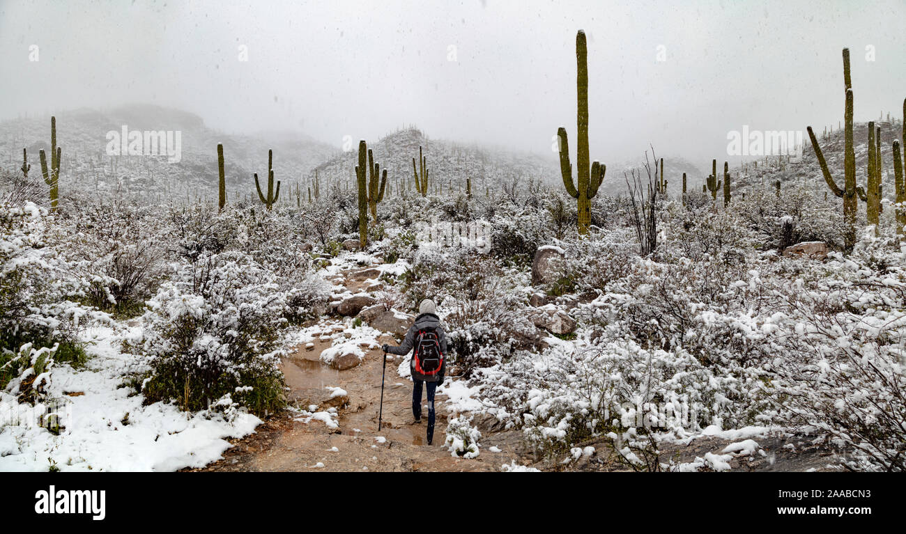 Sabino Canyon Saguaros im Schnee, Tucson, Arizona Stockfoto