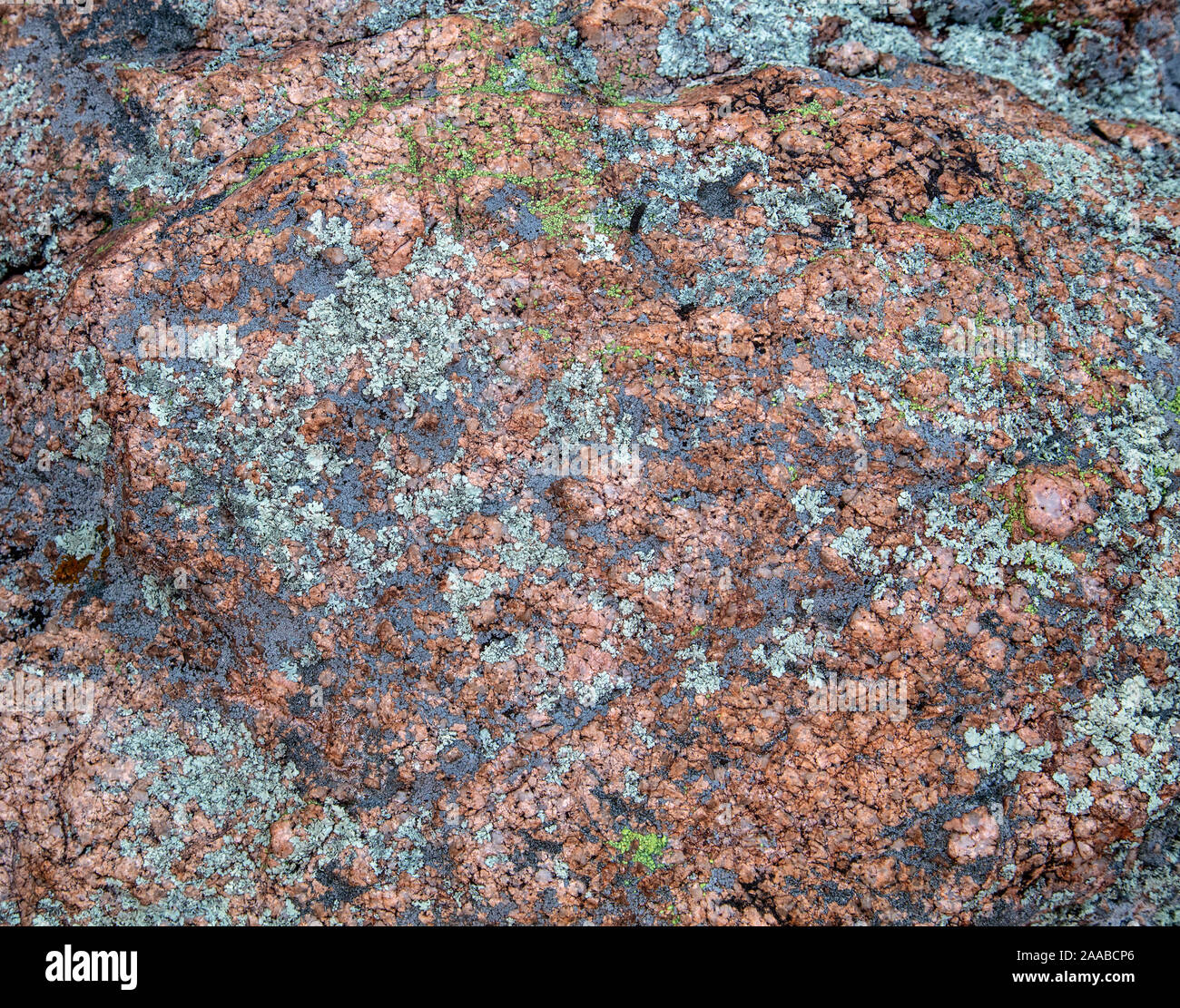 Crustose Flechten auf rhyolit, die Dragoon Mountains, Cochise County, Arizona Stockfoto