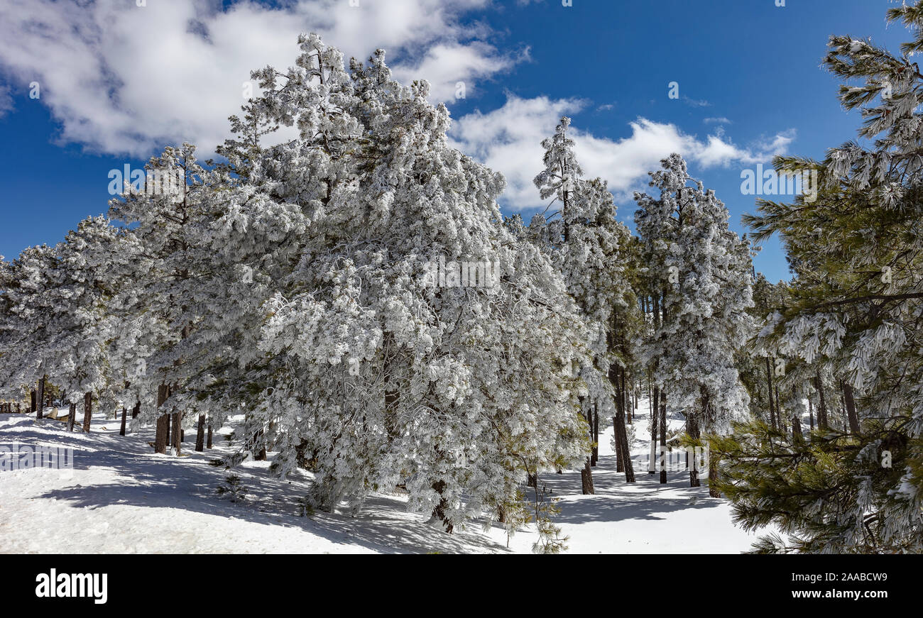 Kiefern im Schnee, Mt. Lemmon, Tucson, AZ Stockfoto