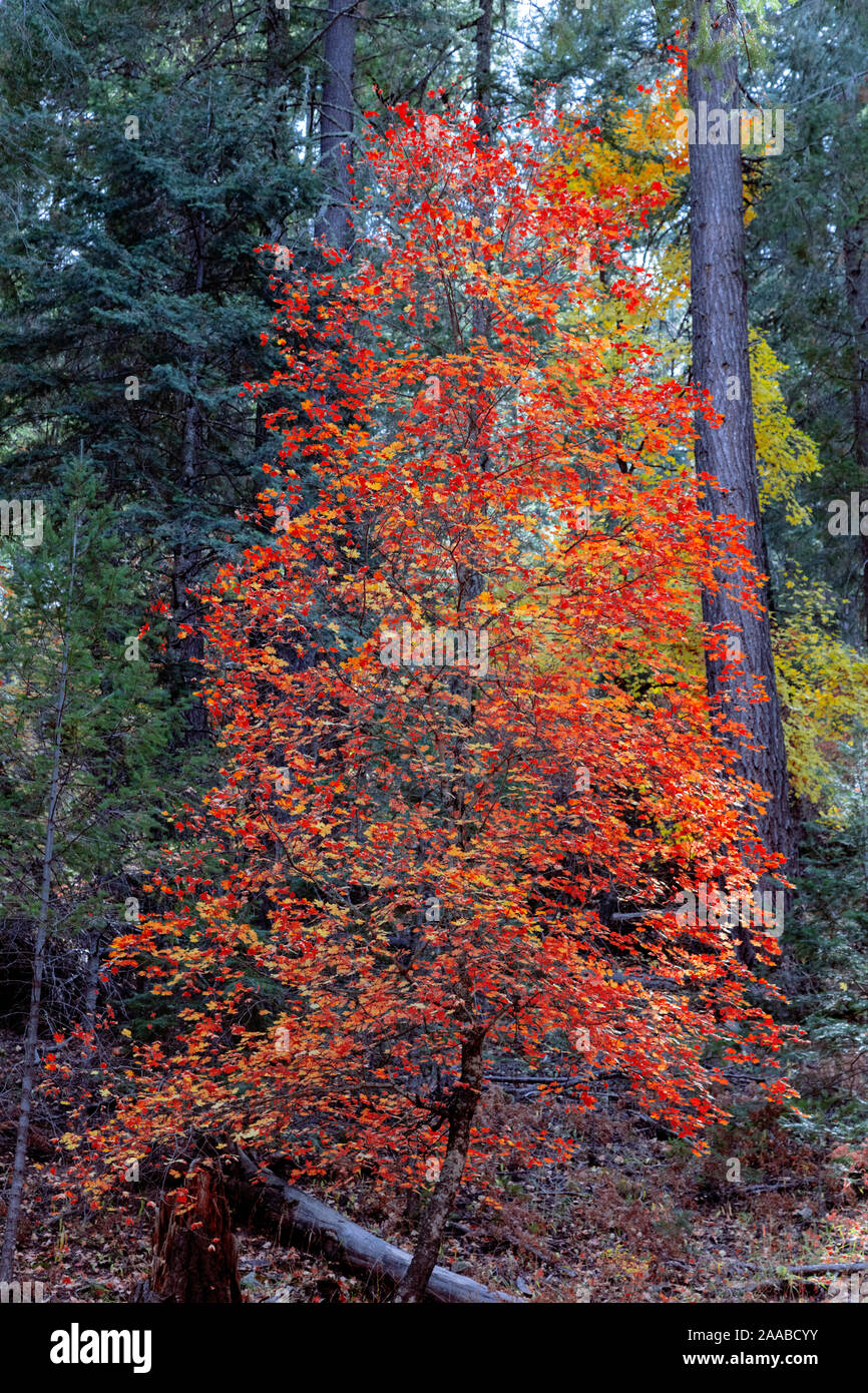 Herbst Ahorn Farben, Mt. Lemmon, AZ Stockfoto