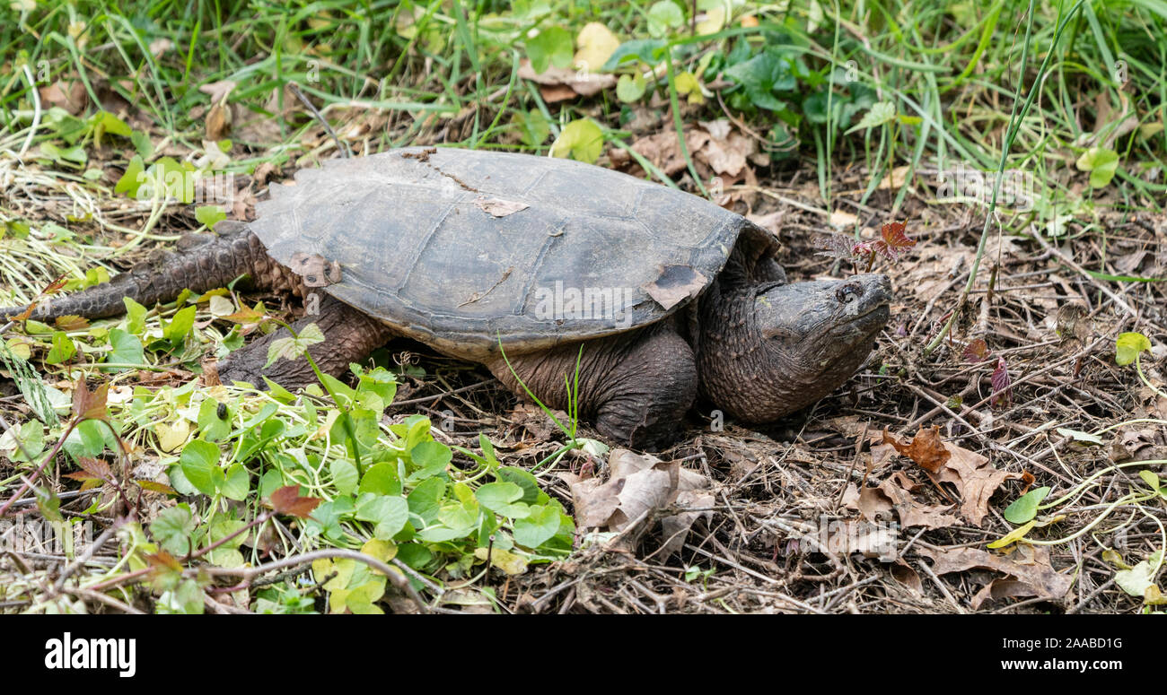Gemeinsame Snapping turtle sich Sonnen in der Nähe von Teichen. Stockfoto