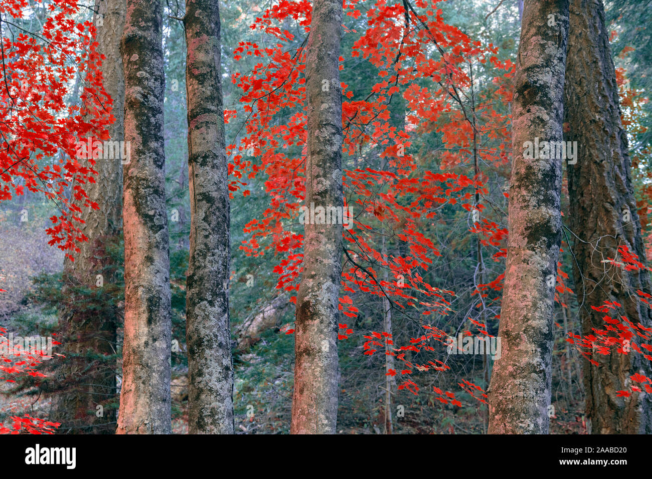 Rote Ahornbäume, Mt. Lemmon, Arizona Stockfoto