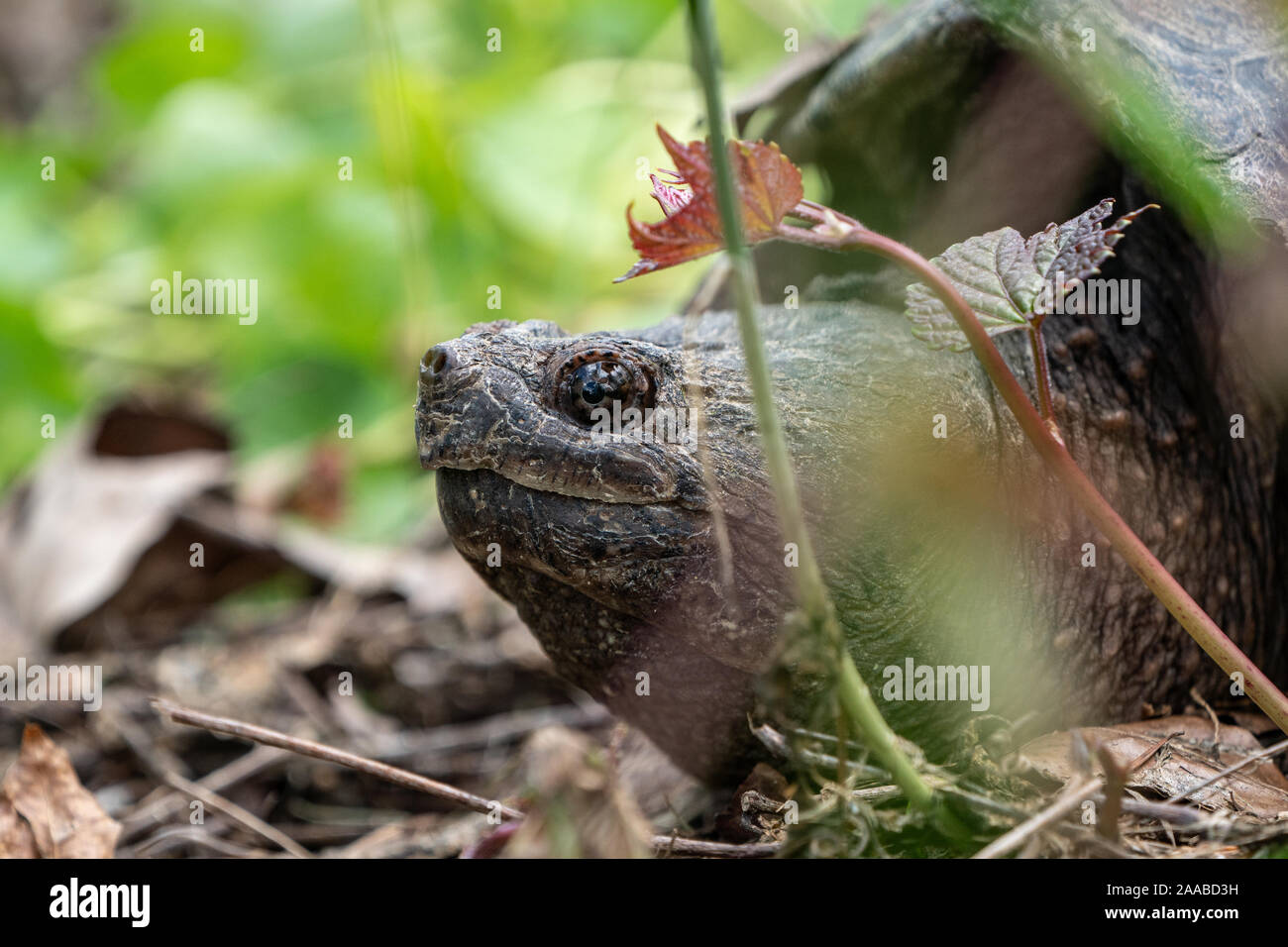 Nahaufnahme des Gemeinsamen Snapping Turtle Stockfoto