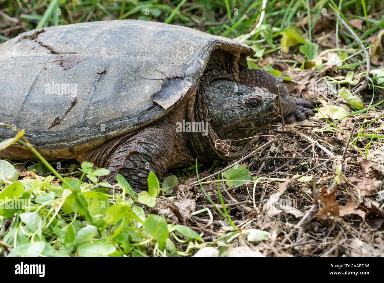 In der Nähe von alten snapping Turtle als geht er zurück zu seinem Teich. Stockfoto