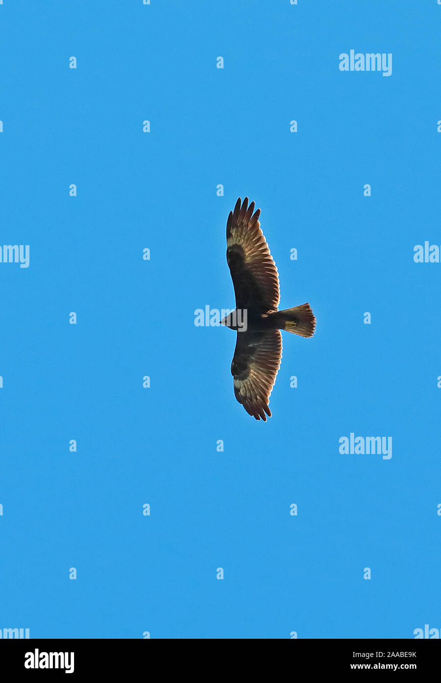 Pygmy Eagle (Hieraaetus Weiskei) Erwachsene im Flug Wapenamanda, Papua-Neuguinea Juni Stockfoto