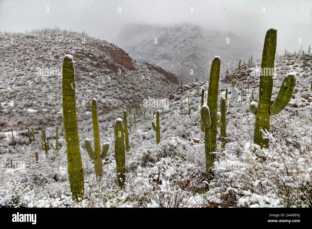 Sabino Canyon Saguaros im Schnee, Tucson, Arizona Stockfoto
