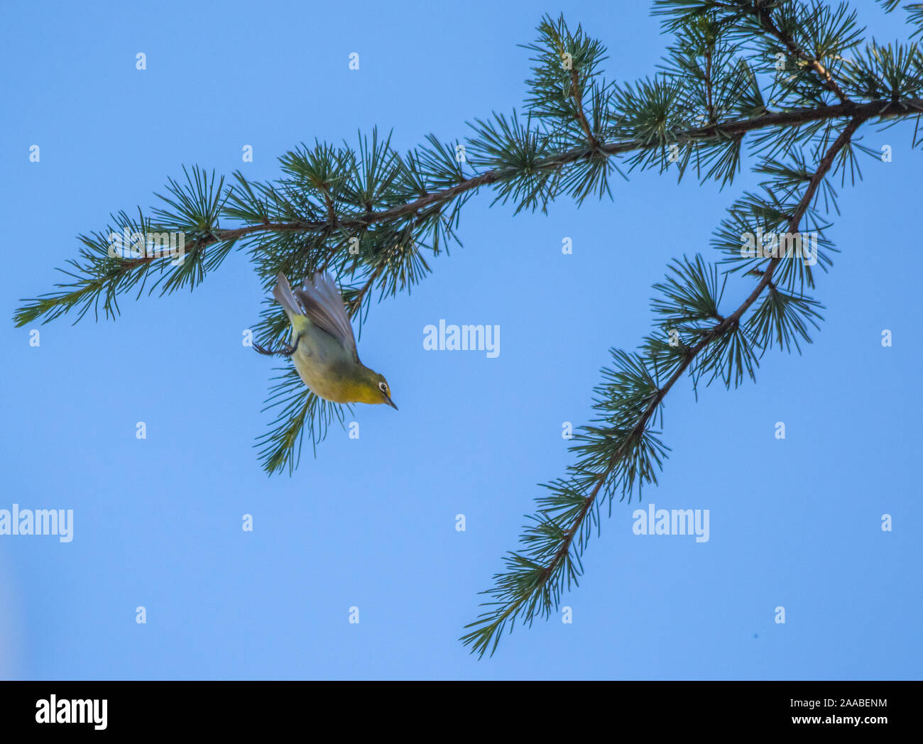 Konzept Flucht oder Kampf winzige Vogel fliegt weg von einem Zweig vor blauem Himmel Bild mit