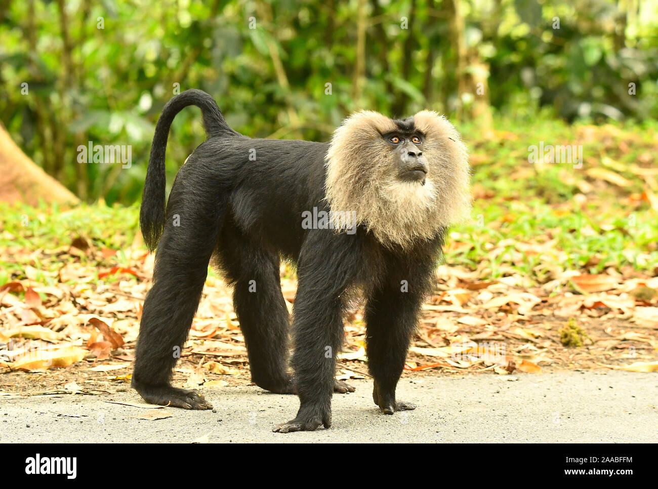 Lion Tailed Maqaque, Macaca Silen, Valparai, Tamil Nadu, Indien Stockfoto