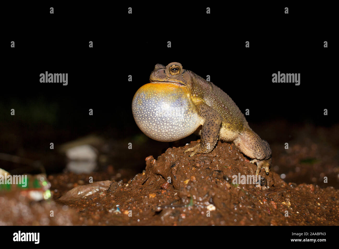 Duttaphrynus melanostictus oder häufig genannten asiatischen Erdkröte, männlich Quaken, Indien Stockfoto