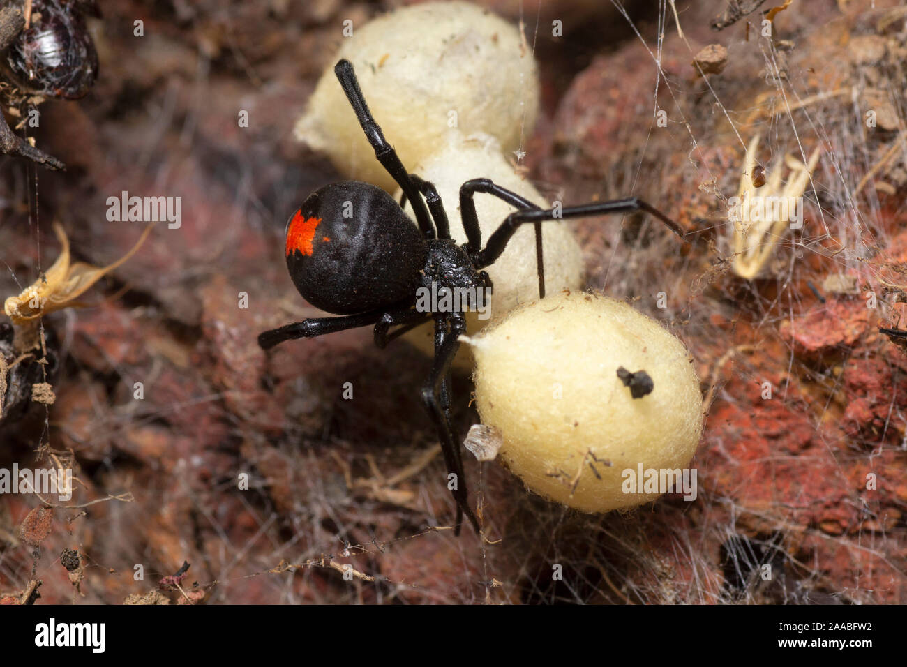 Weibliche Rfeedback Spinne mit Eiern, Latrodectus hasseltii, Satara, Indien Stockfoto