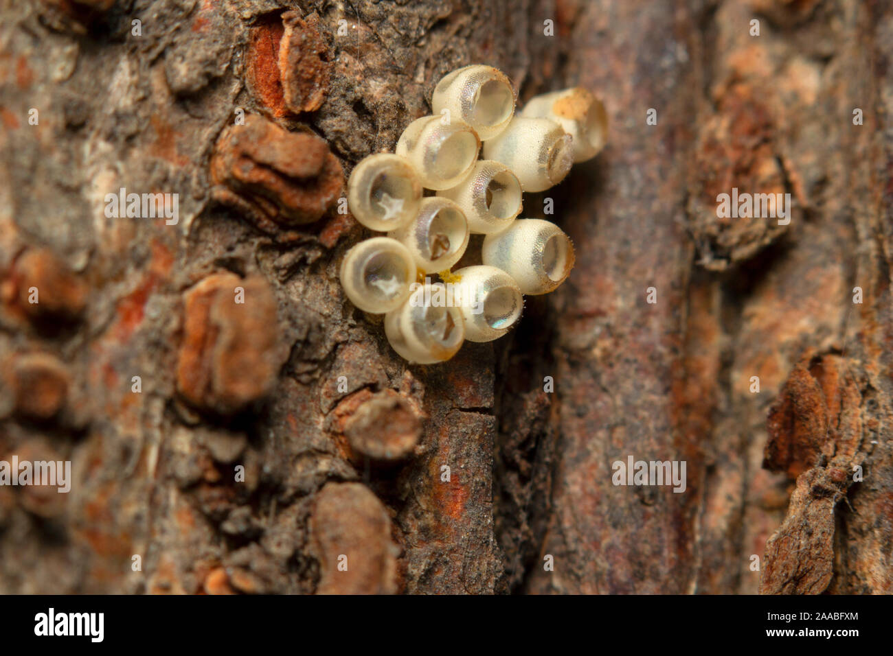 Kleine insekt Eier auf Baumstamm, close-up Stockfoto
