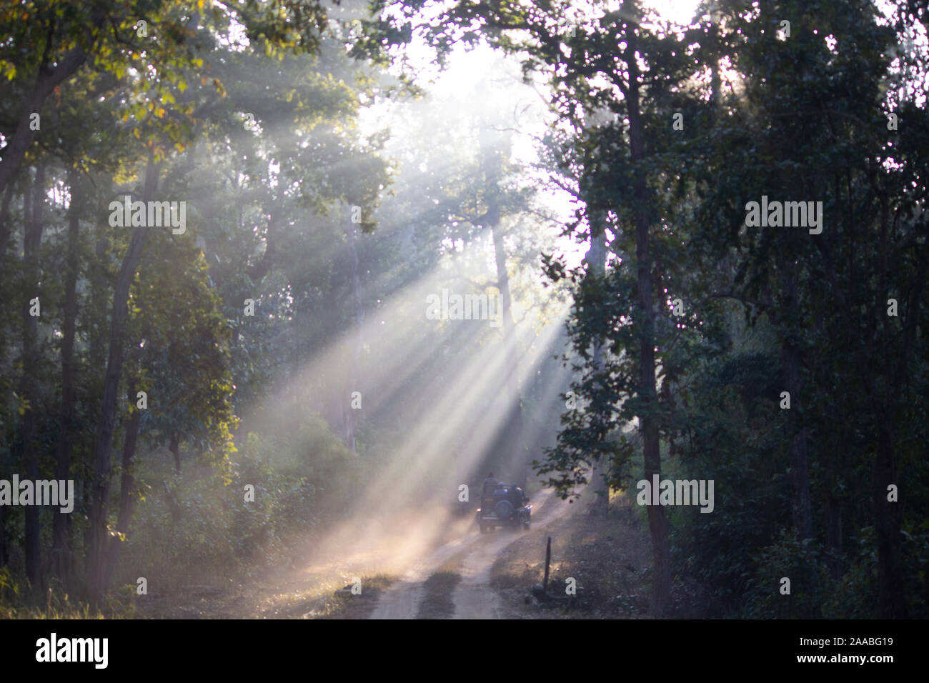 Sonnenstrahlen durch die Baumkronen, Indien Stockfoto